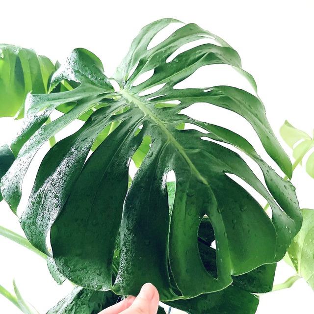 モンステラ ボリュームあり 大葉 観葉植物 calm cafe