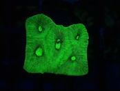Goniastrea Frag 16