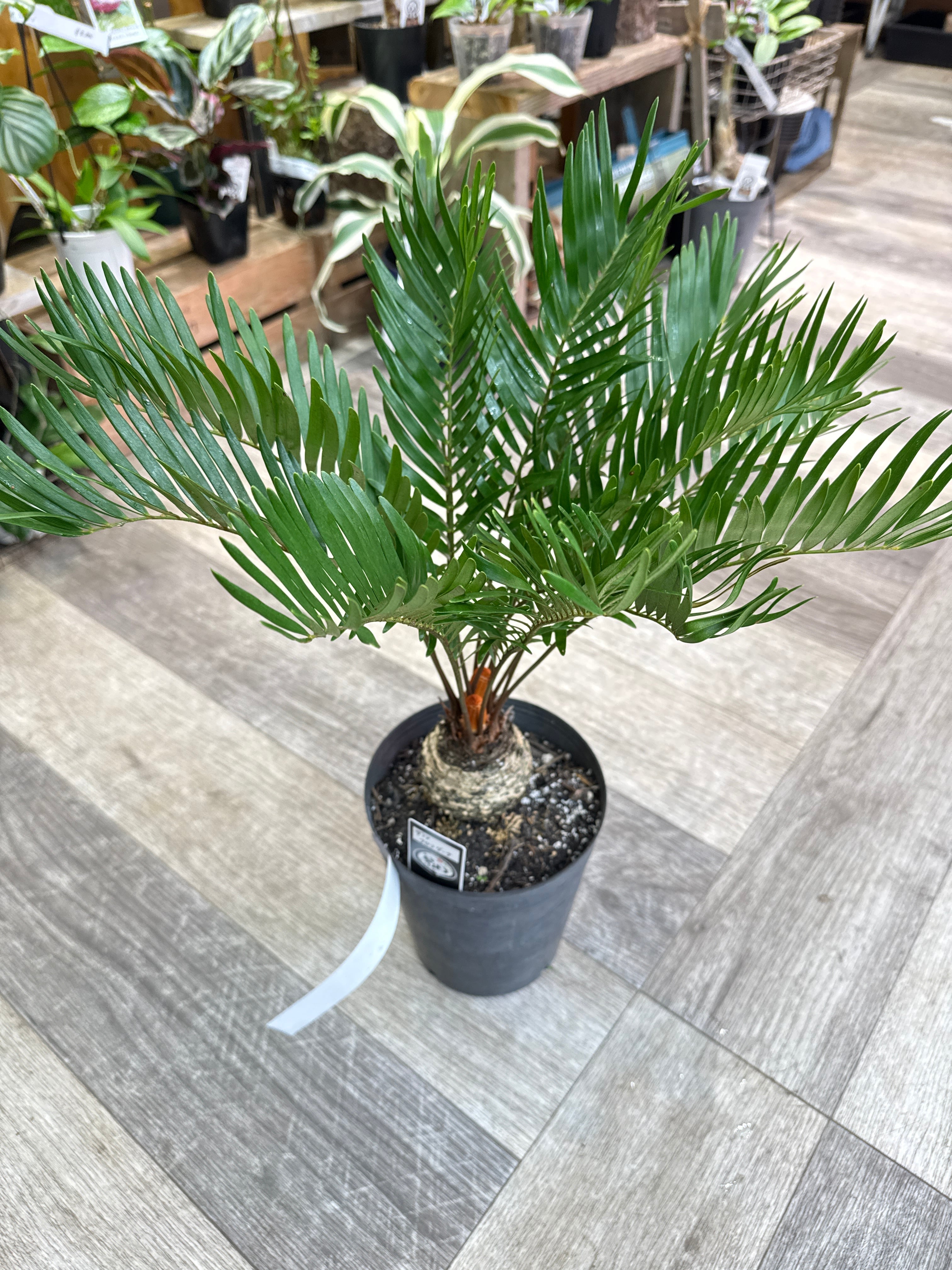 ザミア フロリダーナ | Gardenえん 【観葉熱帯植物】