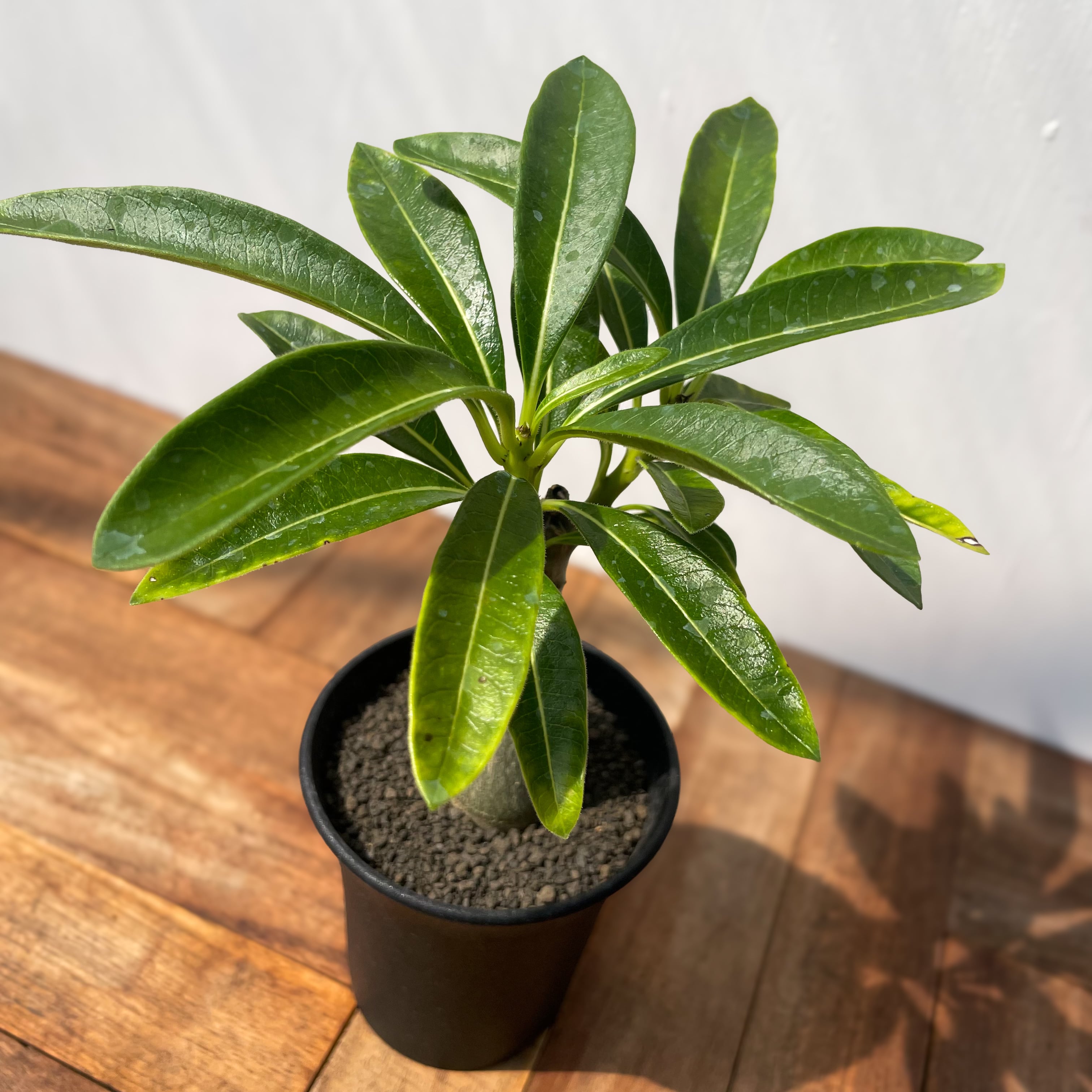 Pachypodium Decaryi【パキポディウム・デカリー・実生 Pachypodium Decaryi【パキポディウム・デカリー・実生