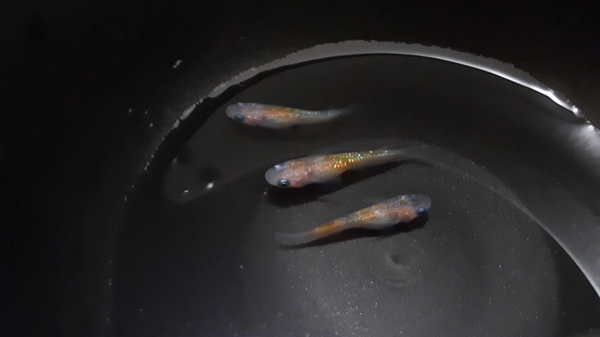 月神メダカ(舞メダカ様血統)《成魚1匹》 | Pay ID