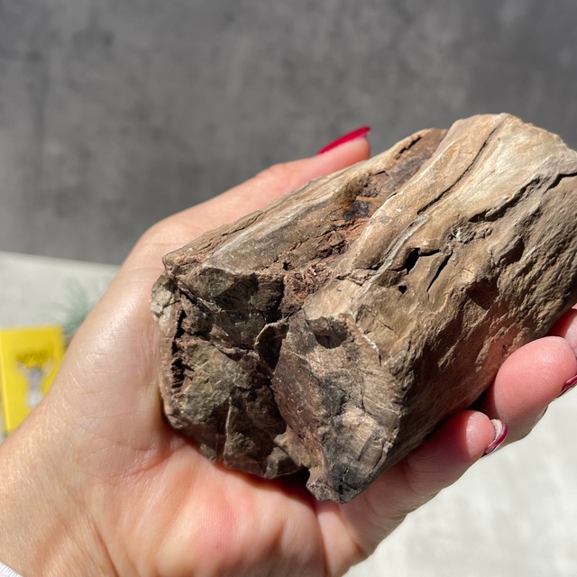 ジンバブエ・ゴクウェ産【ペトリファイドウッド（珪化木）】⑥（樹木の化石）鉱物 天然石 パワーストーン