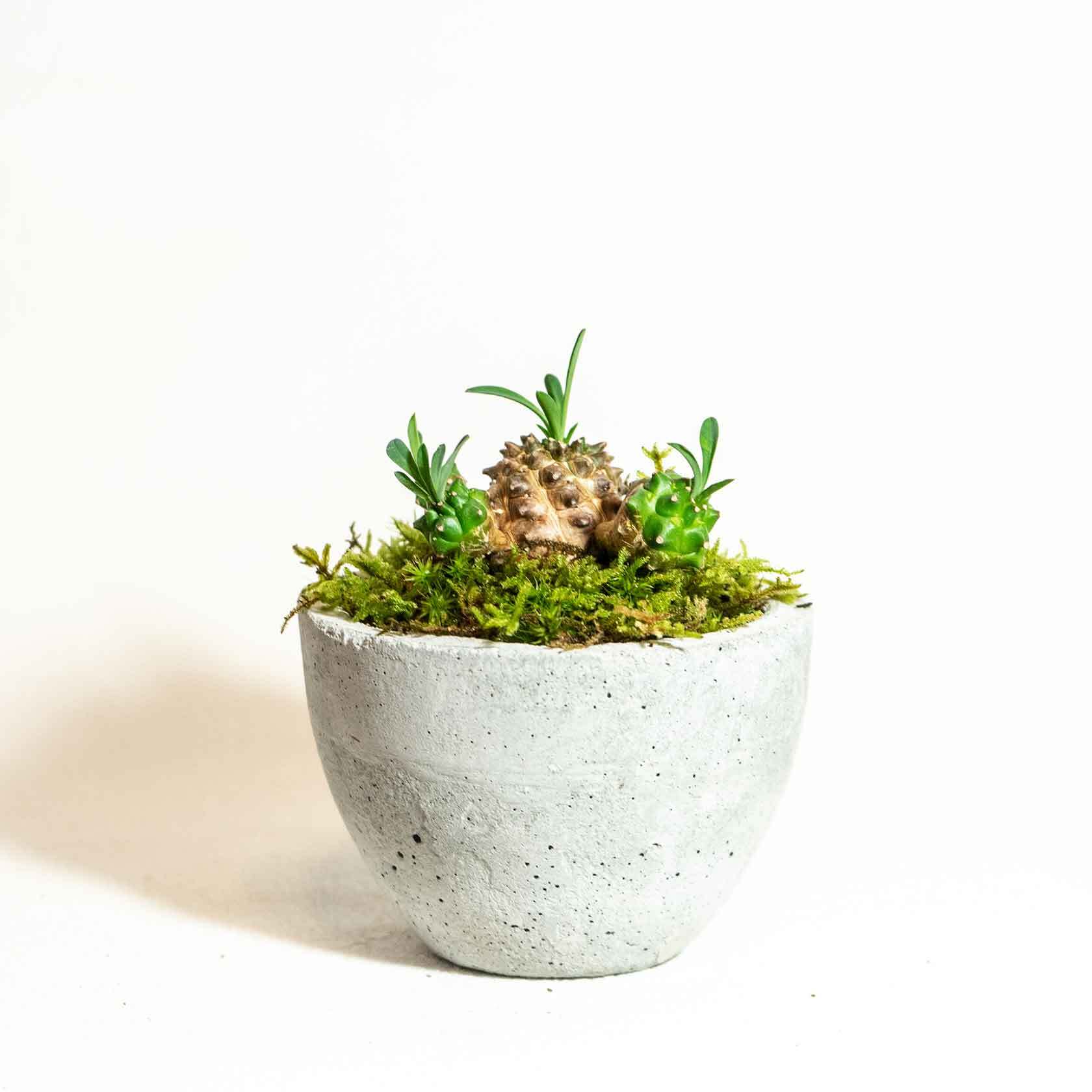 手のひらサイズの観葉植物 ガビザンとハイゴケ カモジコケの鉢植え 丸みのあるシンプルなモルタル鉢 送料全国一律650円 アトモスフィア 自作の鉢 を使った観葉植物や多肉植物 塊根植物などの通販