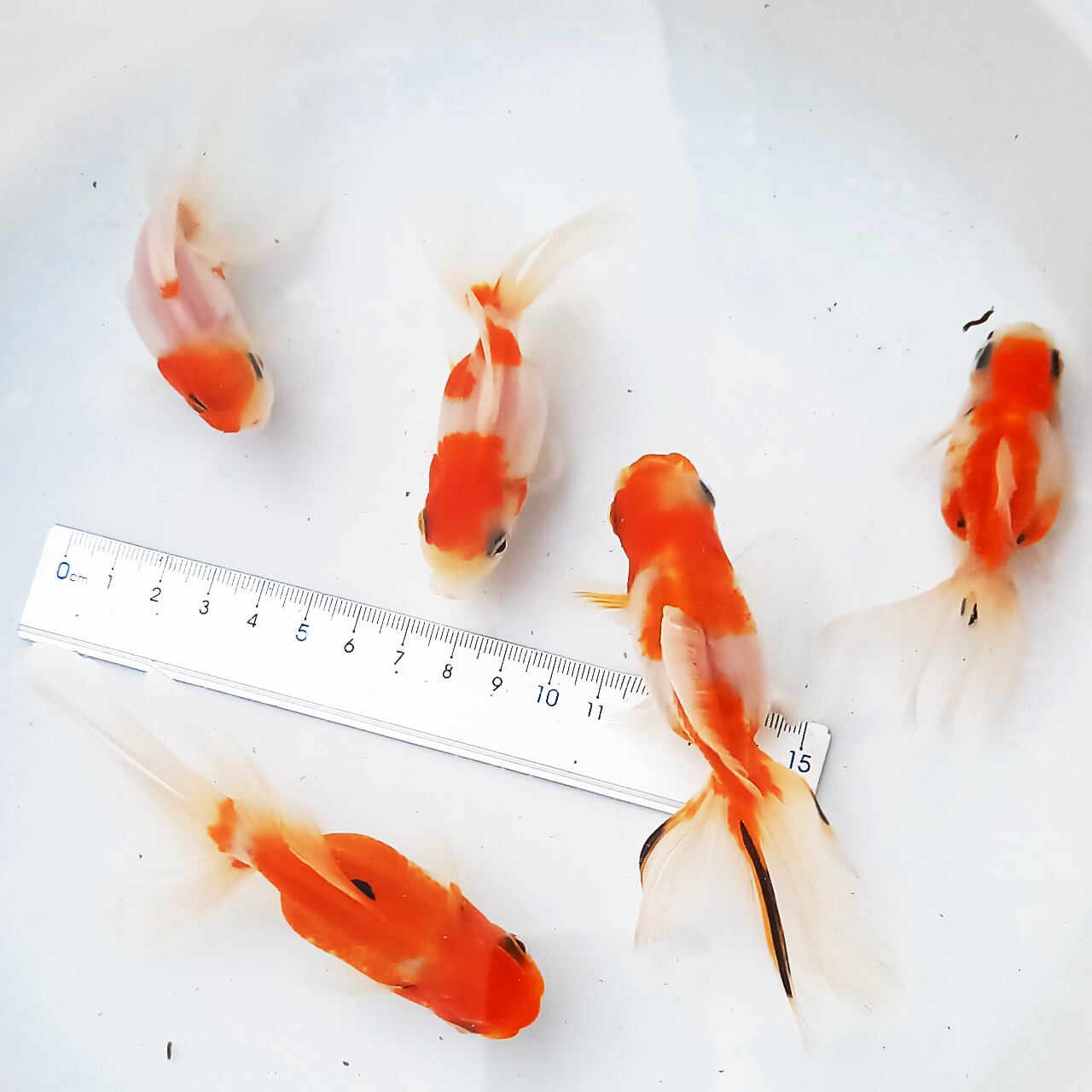 最新作】 【AQUASHOP麒麟】ローズテールオランダ 三色 オランダ獅子頭 