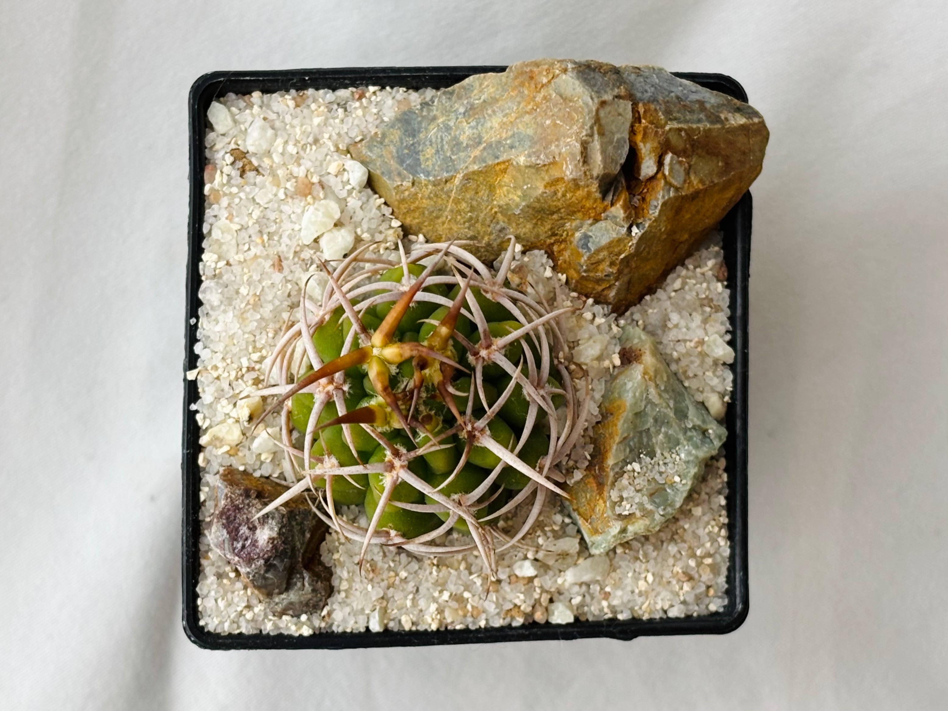 サボテン | フェロシオール Gymnocalycium 実生 多肉植物 