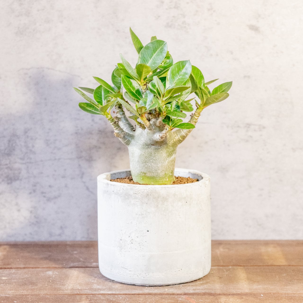 【愛らしい塊根植物】アデニウム・ドワーフタイプ。丸みを帯びたぽってりボディ。樹形にこだわった一株ごとの厳選仕入れ。手づくりモルタル鉢/虫発生抑制/育て方がわかる管理シート付き(全国一律送料850円)