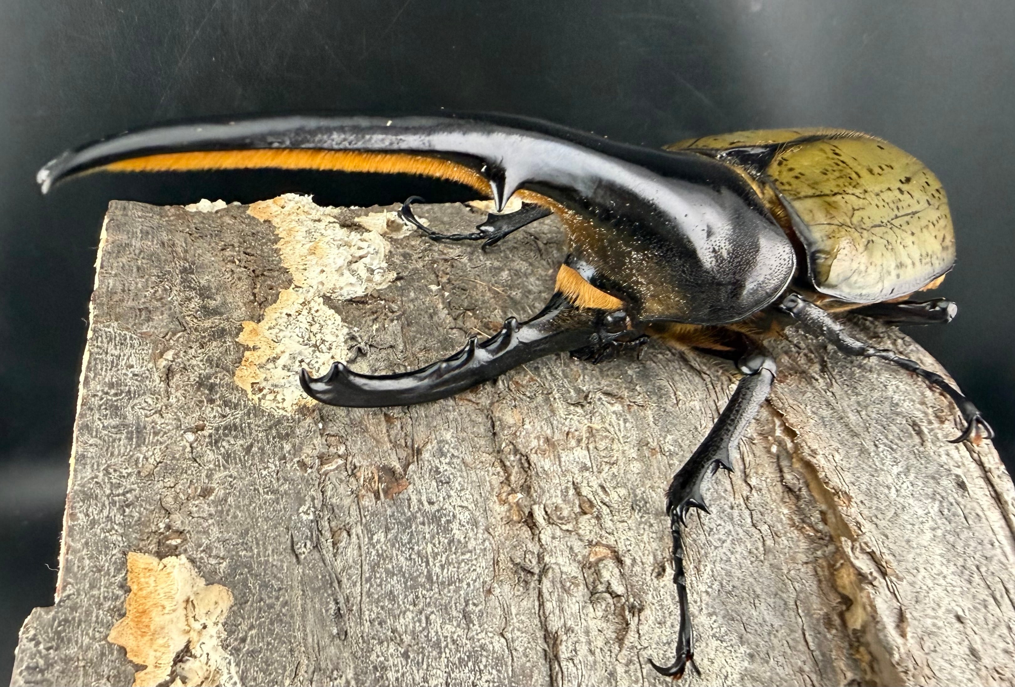 ヘラクレス・ヘラクレス 148mm ペア》 | KPW公式オンラインショップ