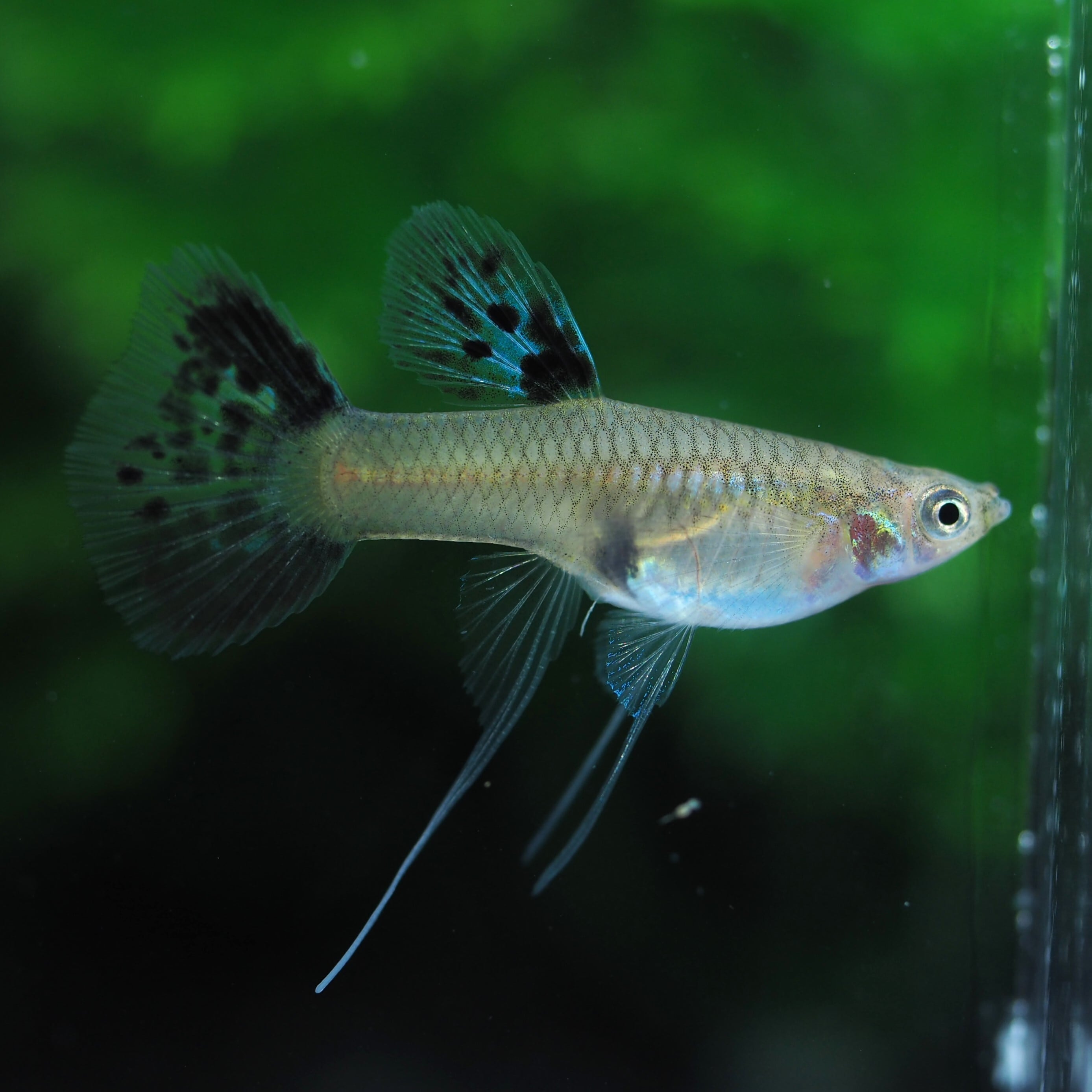 レッド ドラゴン リッボン グッピー