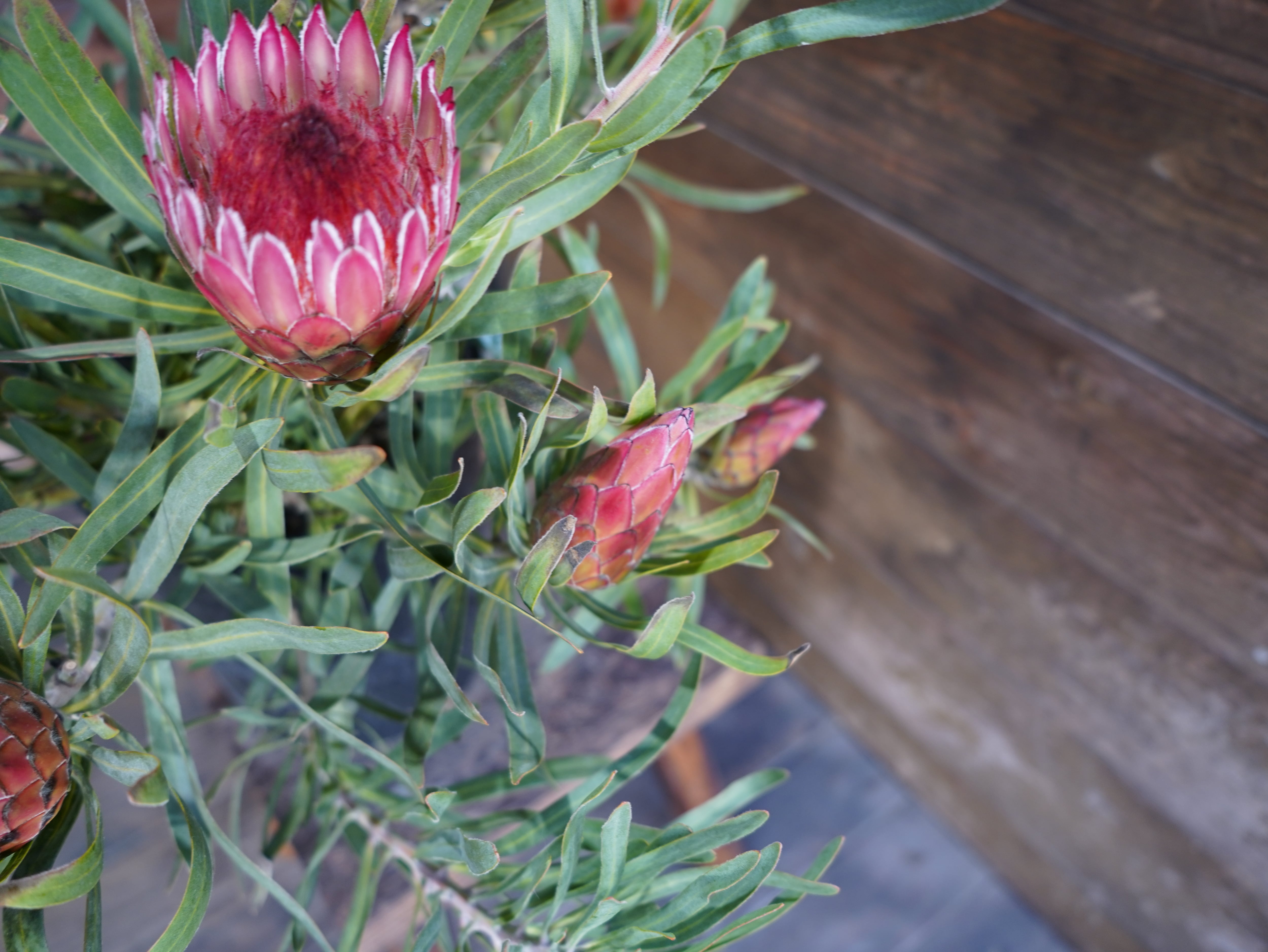 【現物】プロテア　”ピクシー”