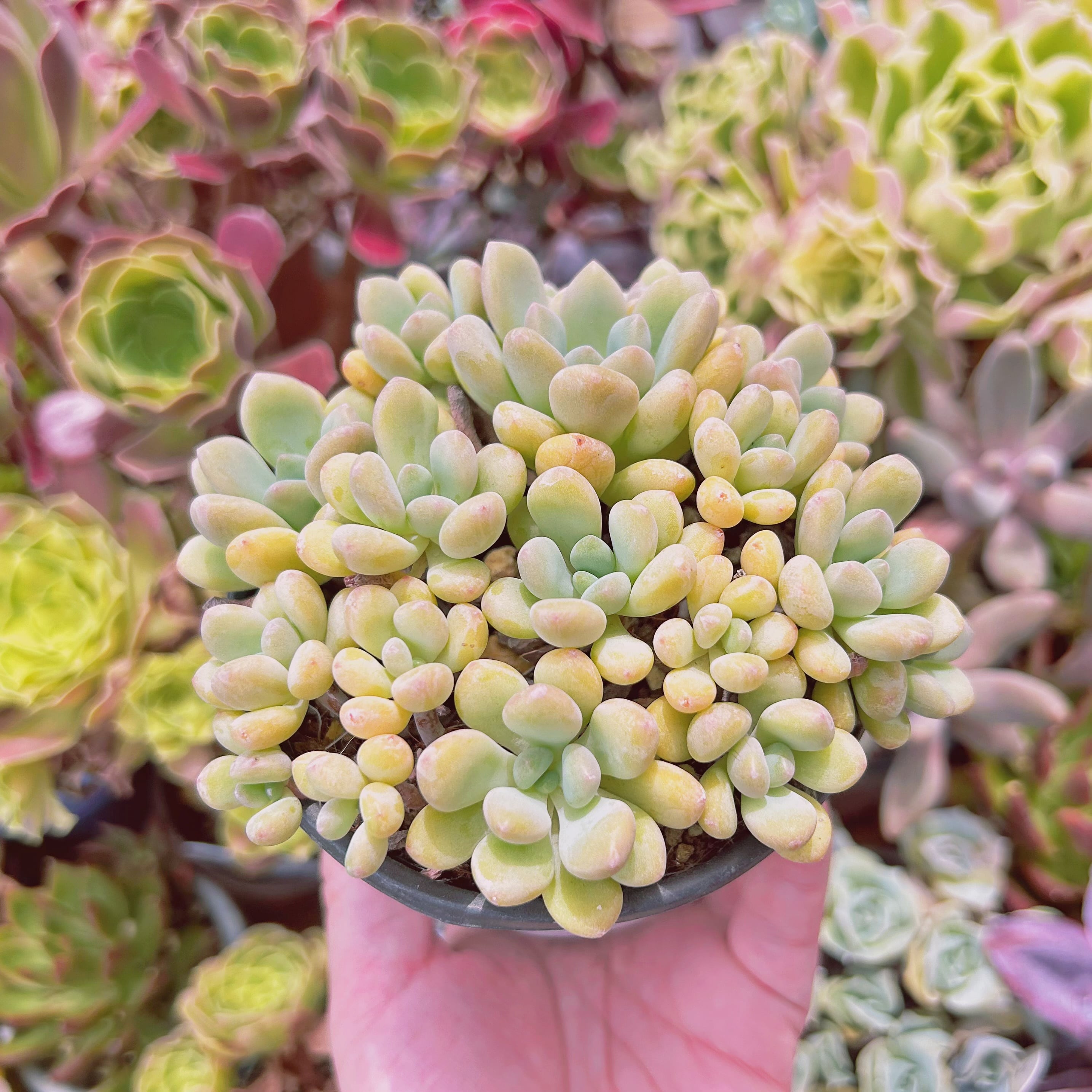 多肉植物 ターリー 古株抜き苗 【公式通販】