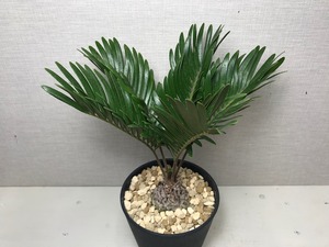 ザミア フロリダーナ