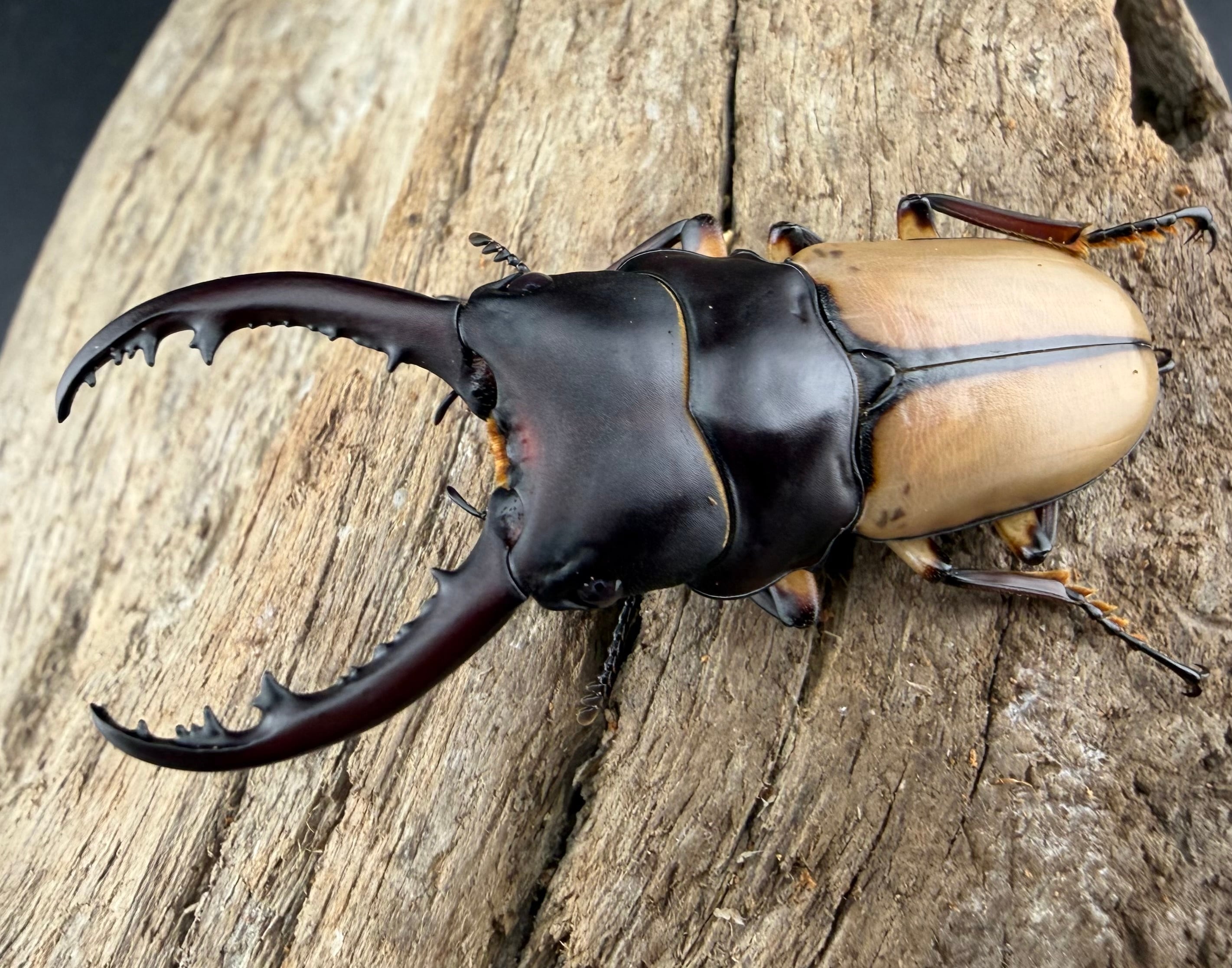 標本】チェンミヤマクワガタ チベット産 野外品 66.2ミリ 標本】チェン