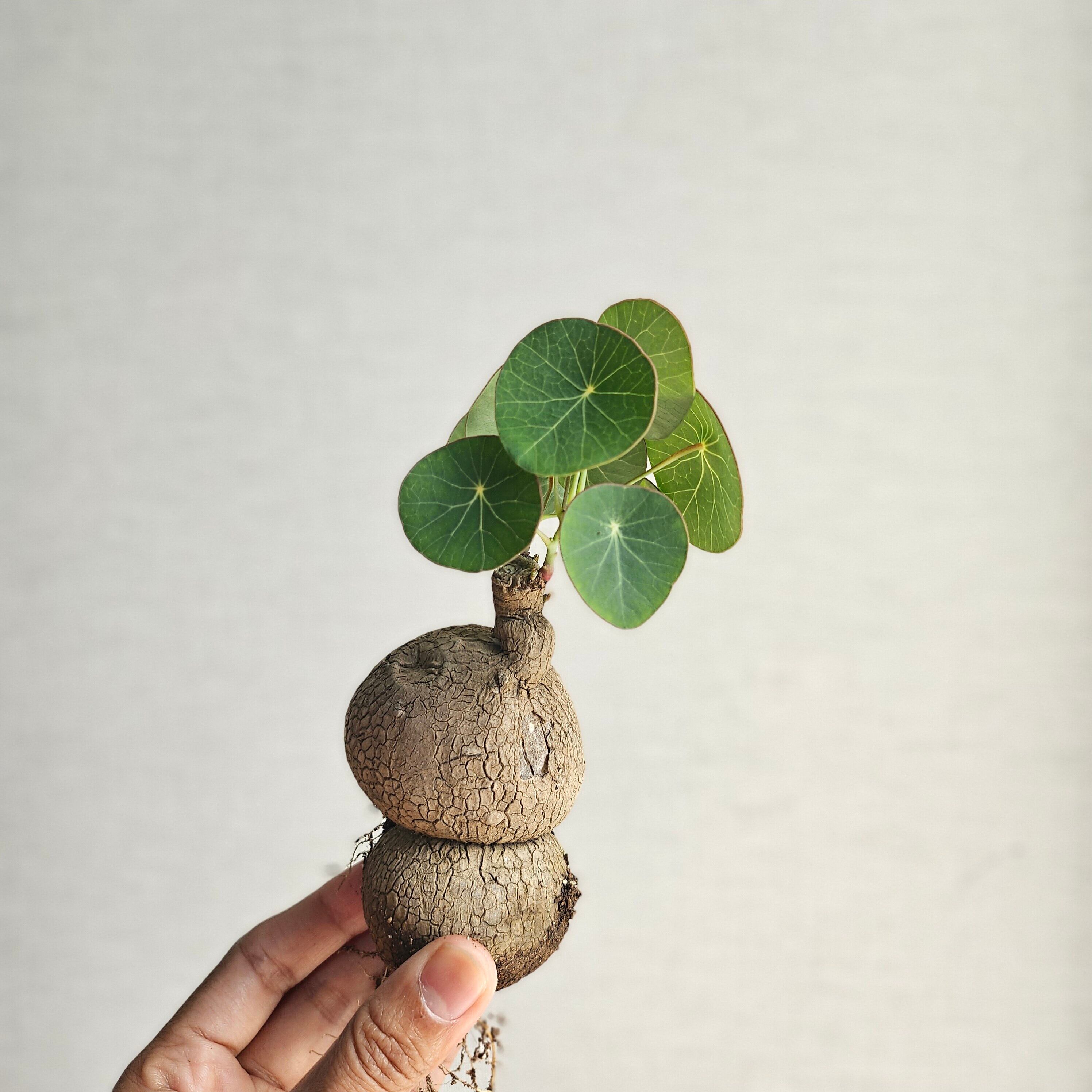 a70 アデニウム 獅子葉 ドーセットホーン コーデックス アラビカム a70