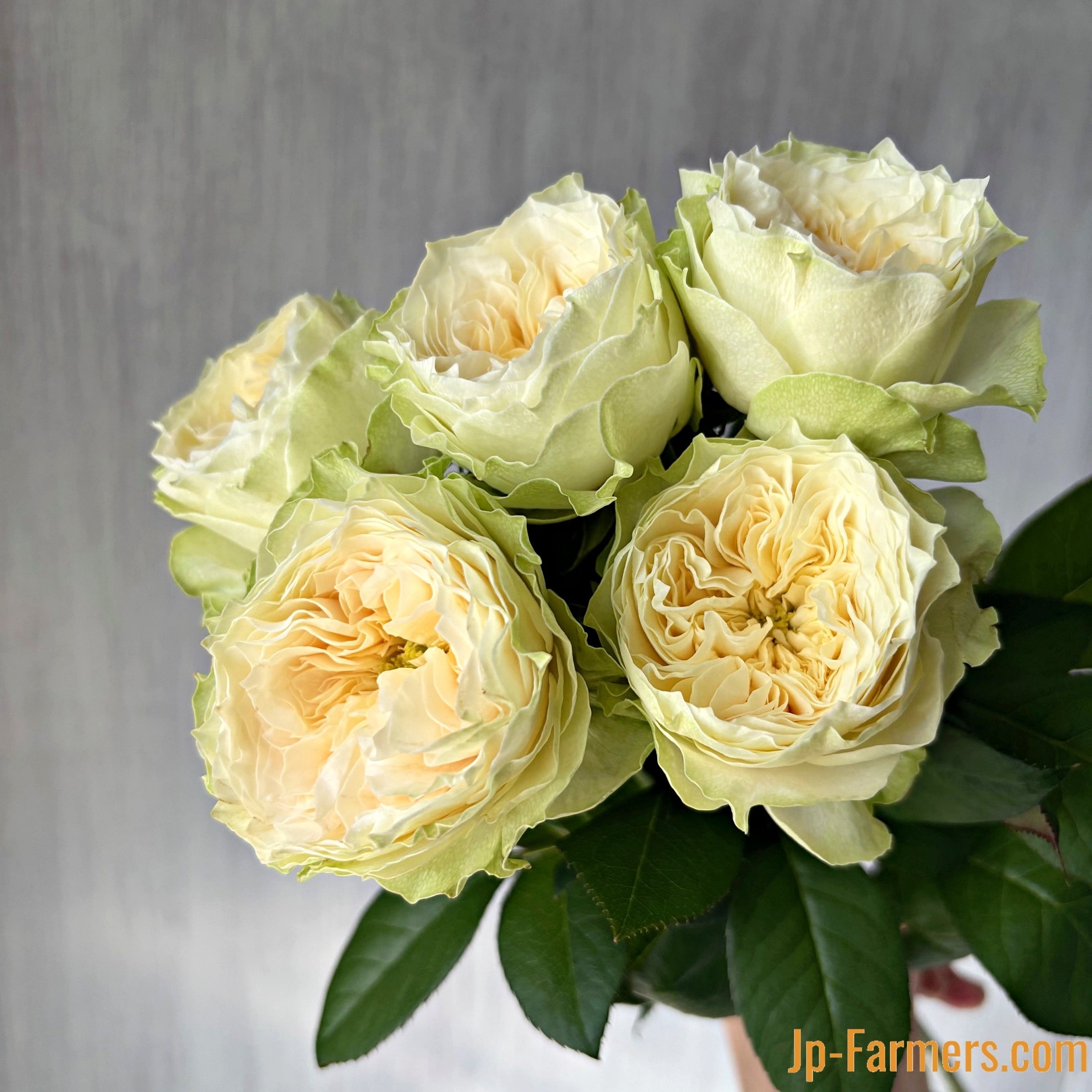 神田ばら園 ☆バラ品種名：ラブリーハーパー 10本 | 新鮮お花問屋 Jp