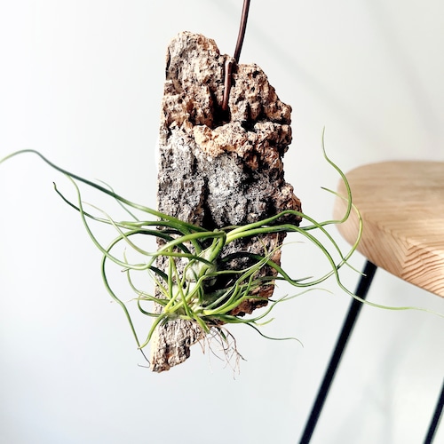 チランジア ブルボーサ コルク板付け calm cafe