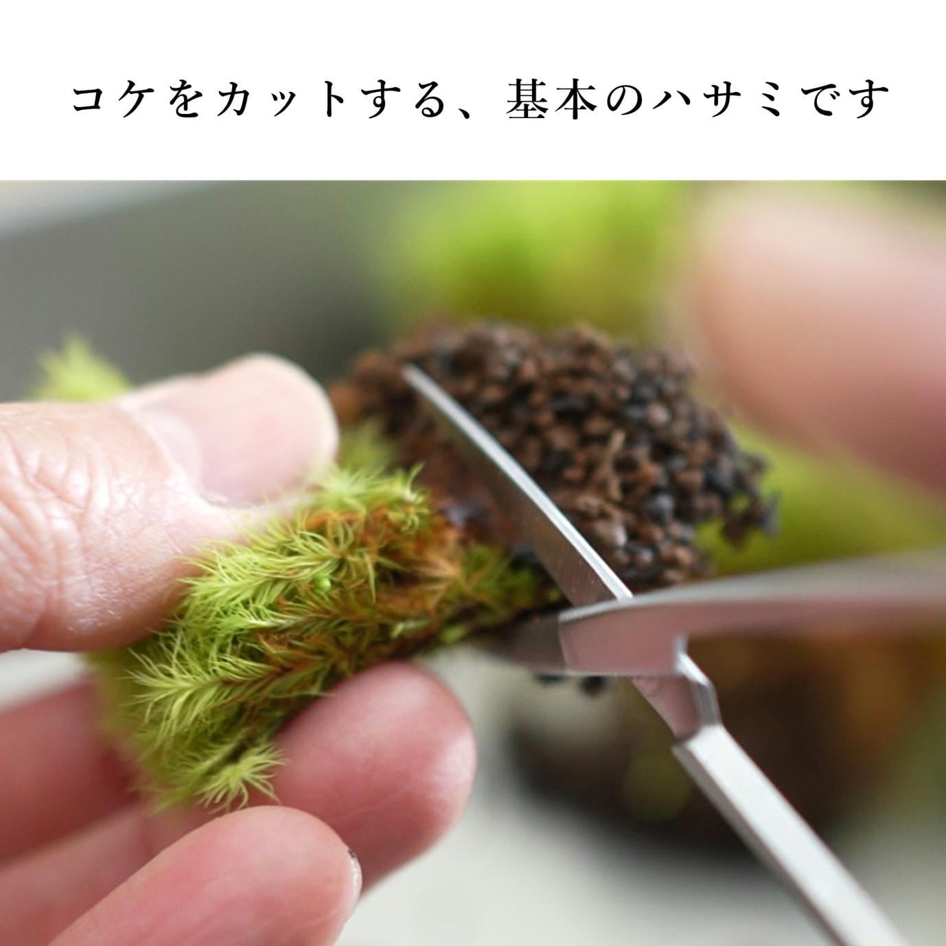 苔テラリウム作製用】ハサミ（直）110mm | 苔テラリウム専門ショップ道草