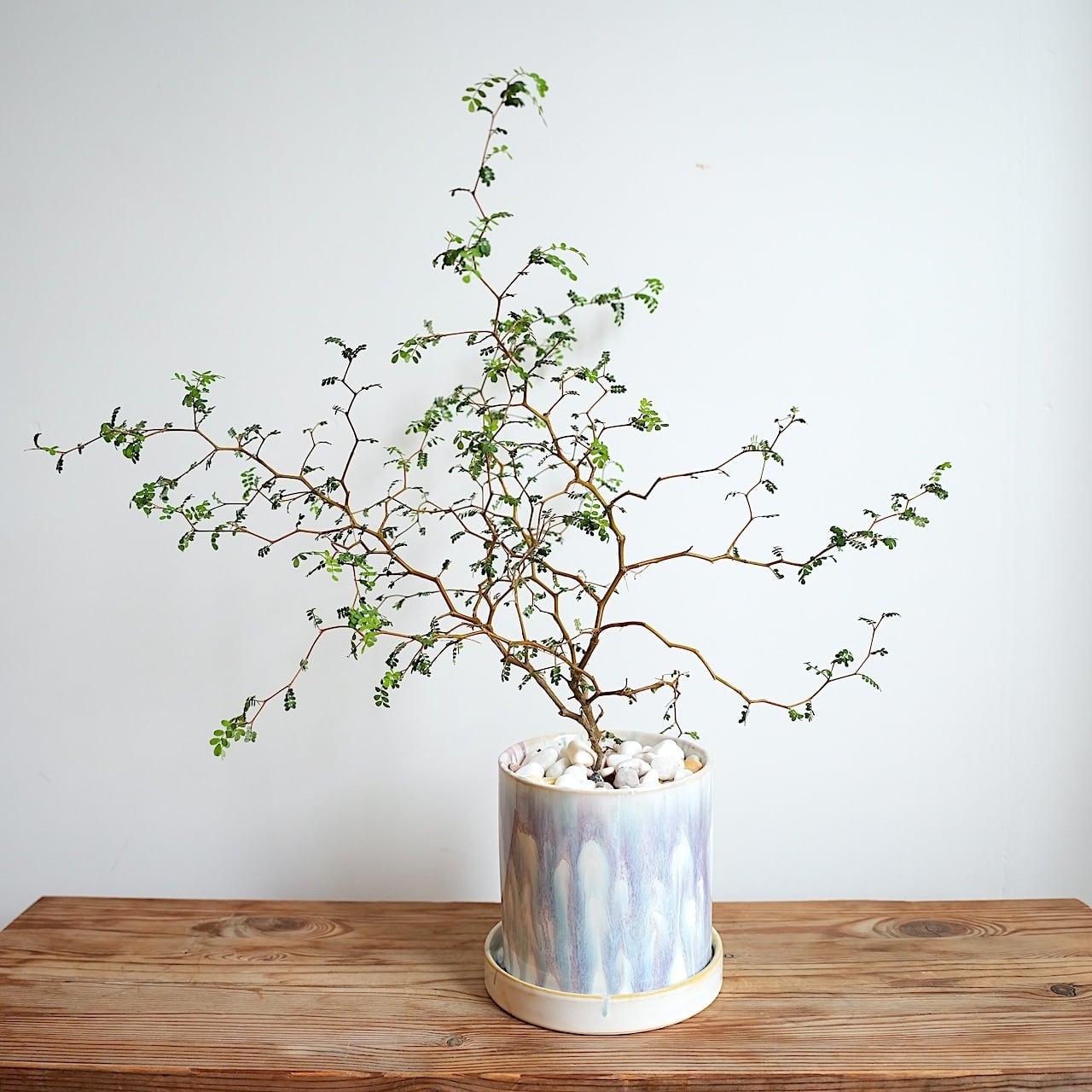送料込み】ハンギング植物 ホヤ レツーサ 3.5号サイズ プラ吊り鉢