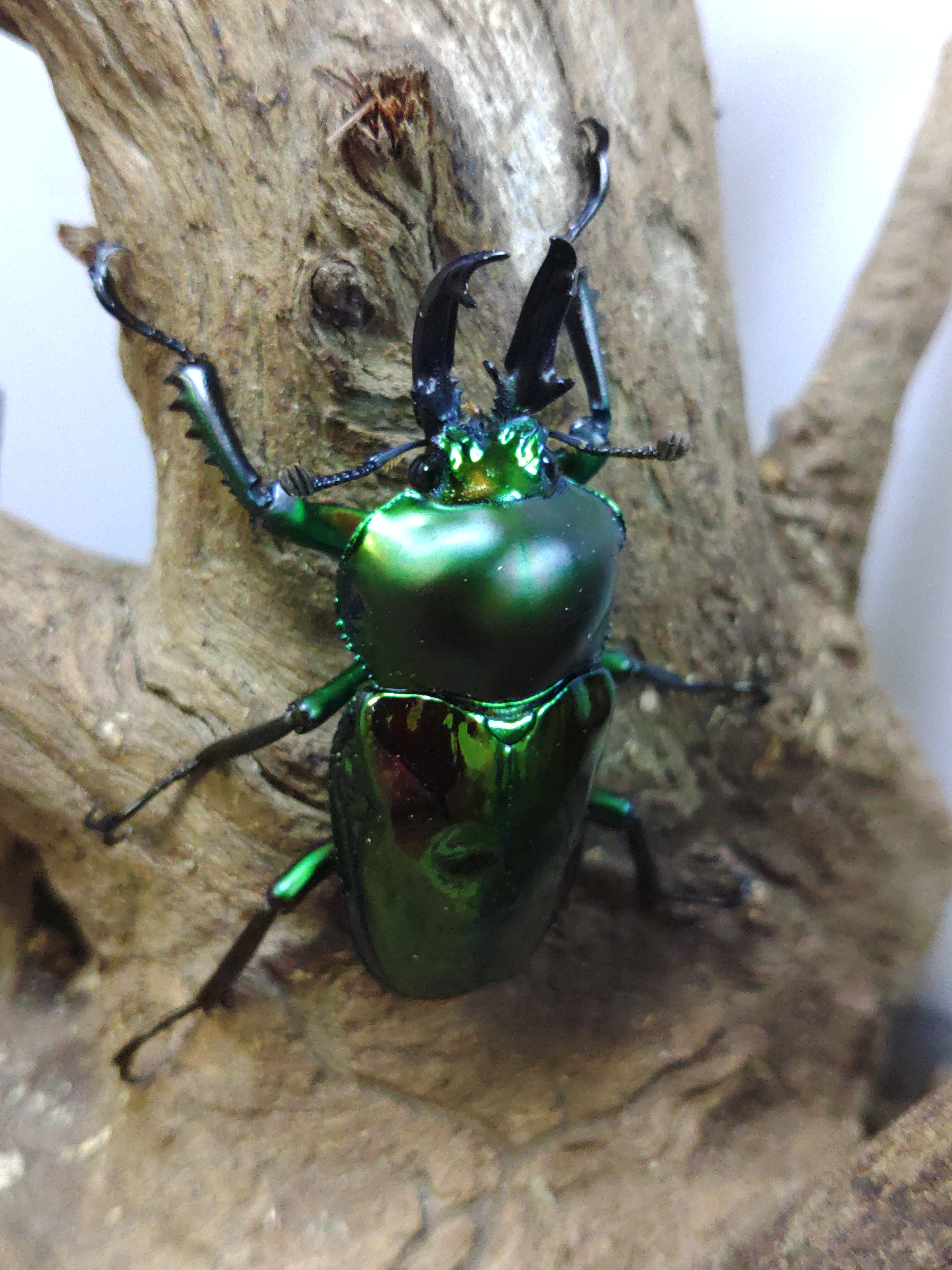 タランドゥスオオツヤクワガタ ♀単品 | くわバカおやじ