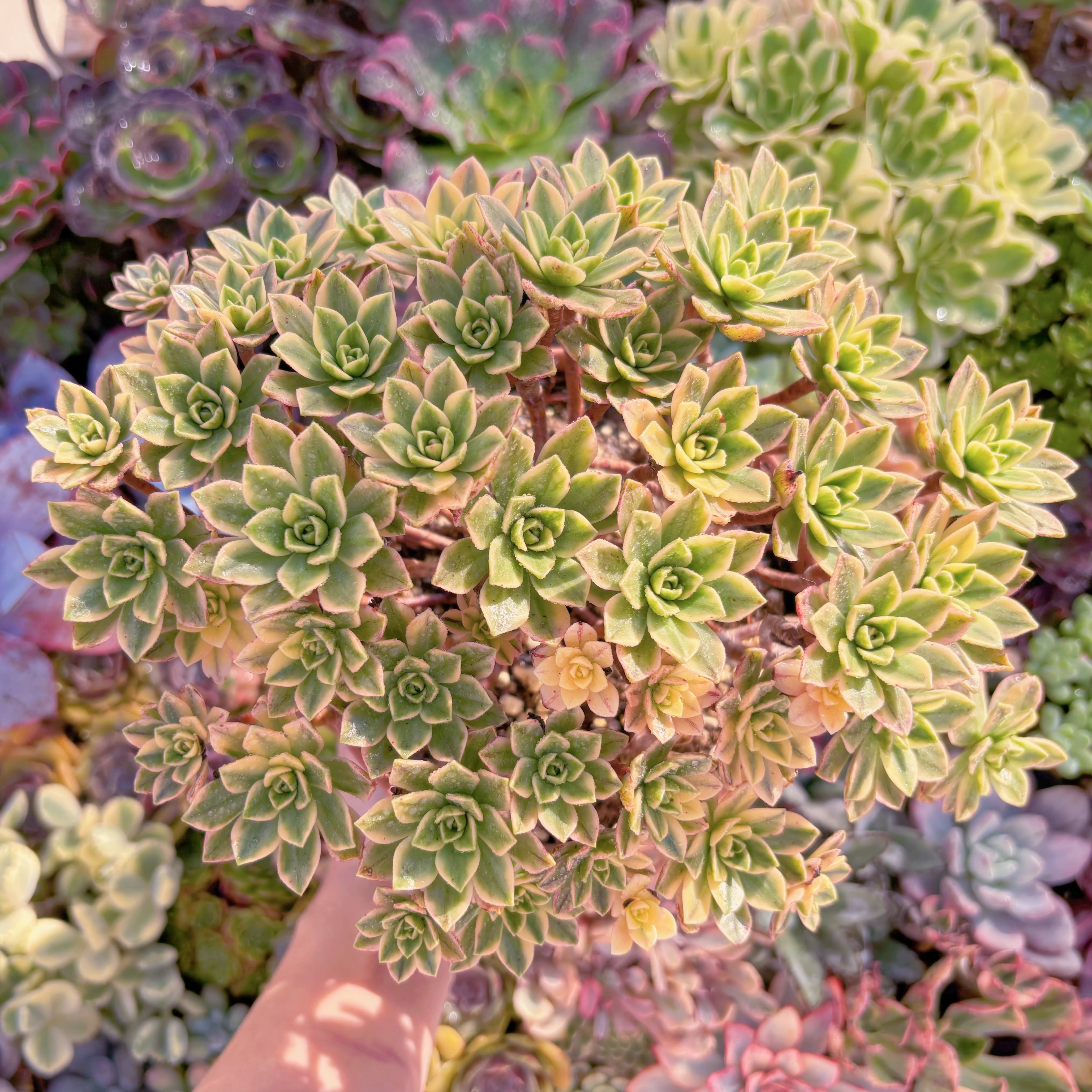 現品　sweet tea#807　大群生　るる農園