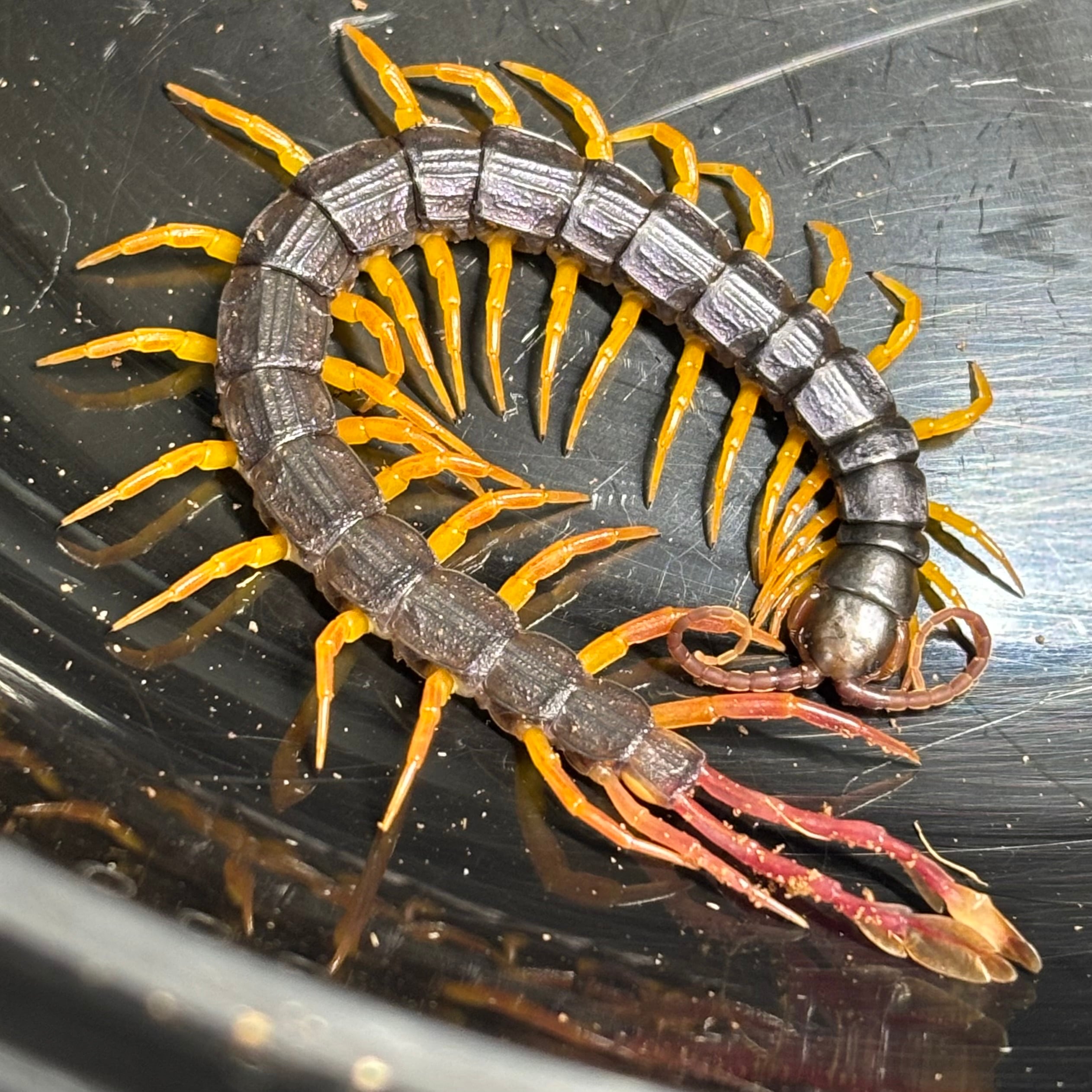 アイボリースパイキーダンゴムシ 5匹セット | 昆虫ショップ BUG FOREST