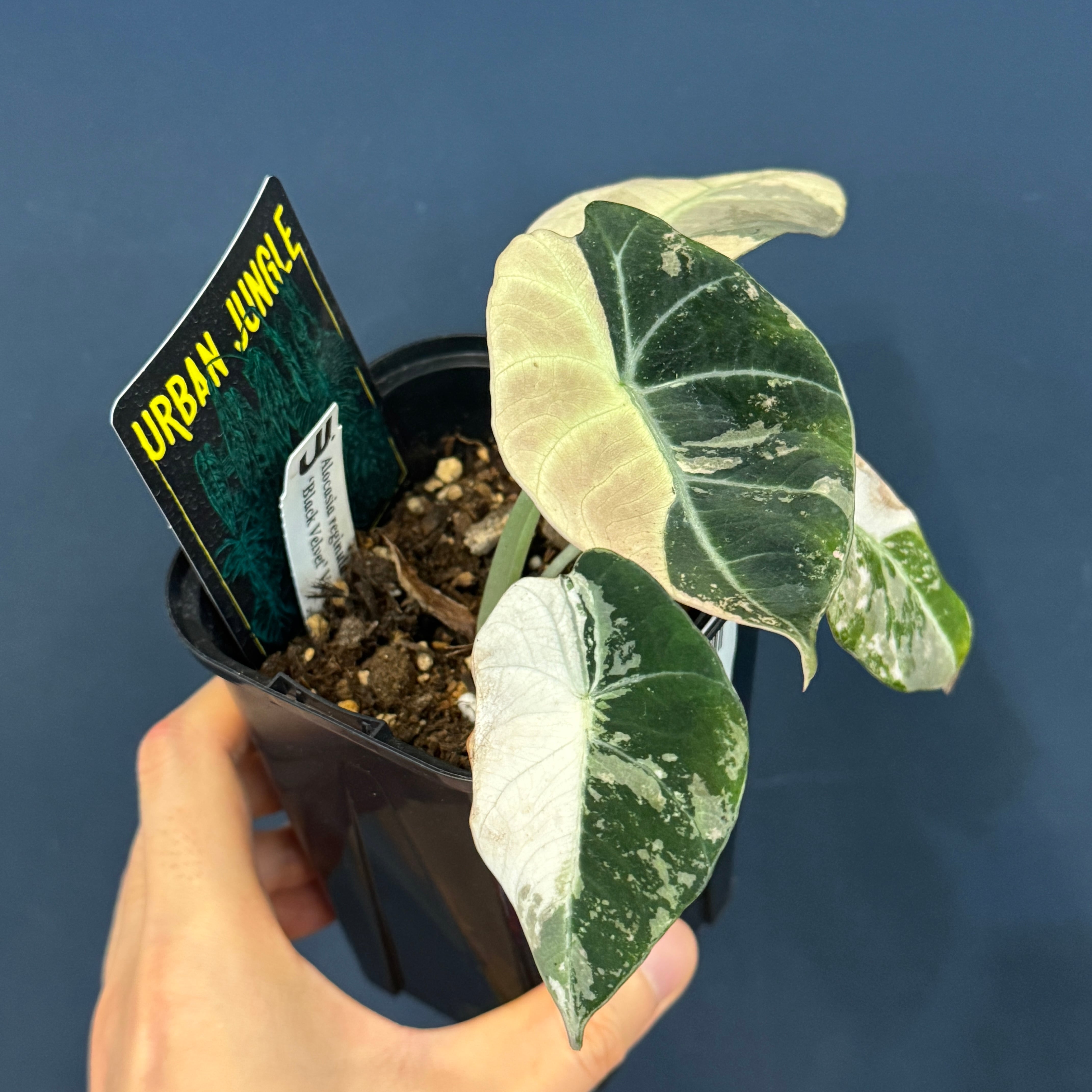 アロカシア ブラックベルベット 斑入り【088】 | PROTOLEAF プロトリーフ