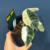 アロカシア　ブラックベルベット　斑入り【088】