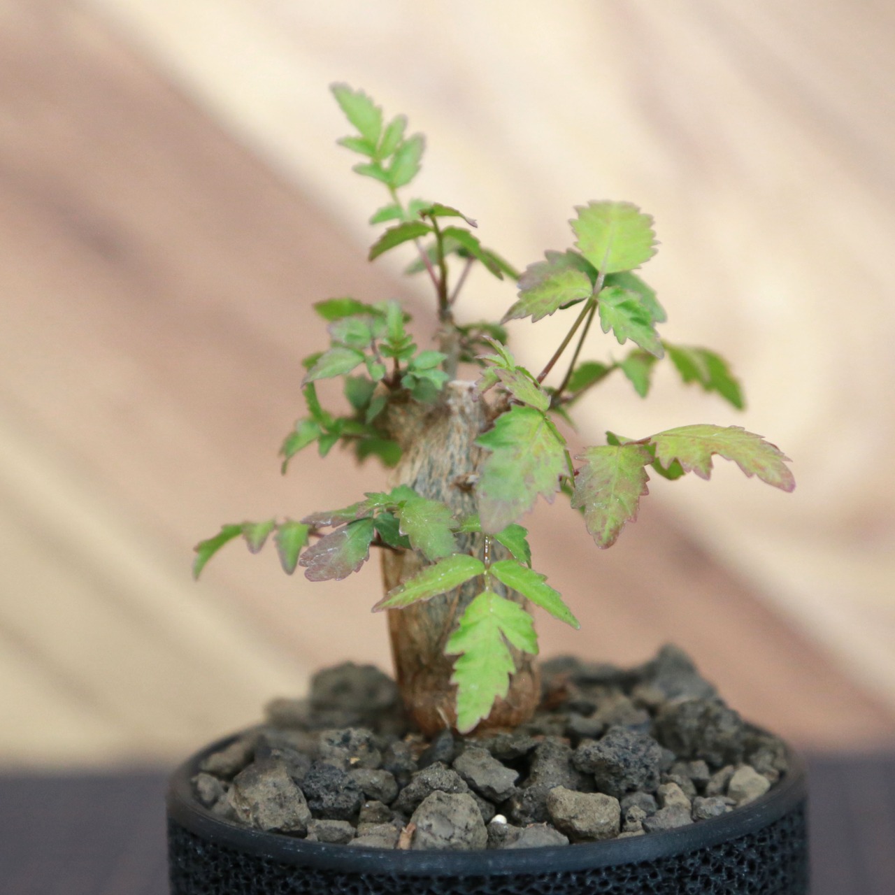 Bursera fagaroides (ブルセラ ファガロイデス) / 小株(3号鉢)/Lot.001