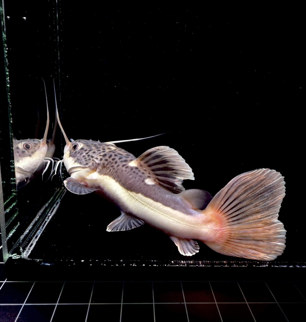 ショートボディー・レッドテールキャット❷ - 3