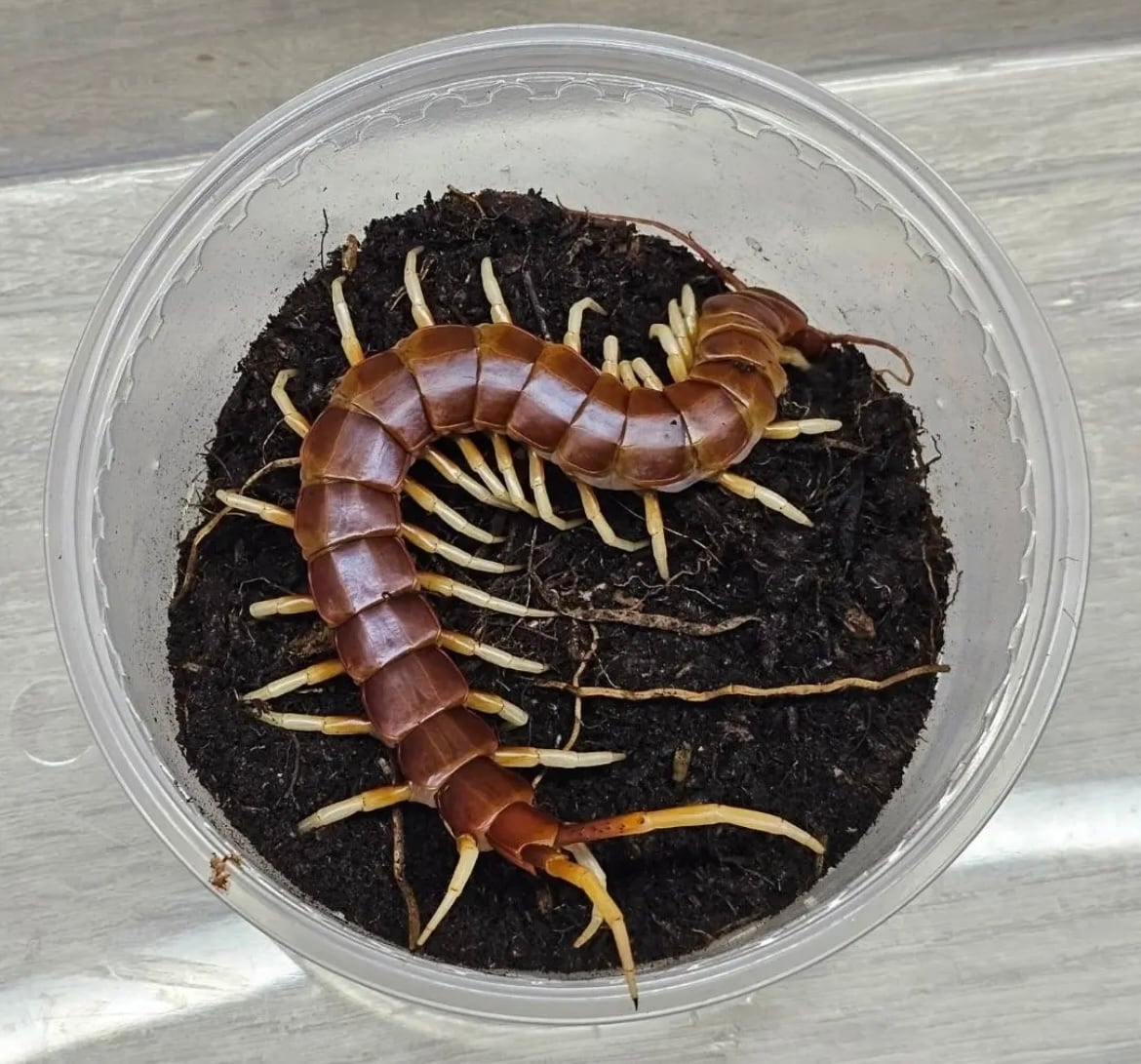 蜈蚣最高峰】ベネズエラブラックジャイアントセンチピード 全長25cm程