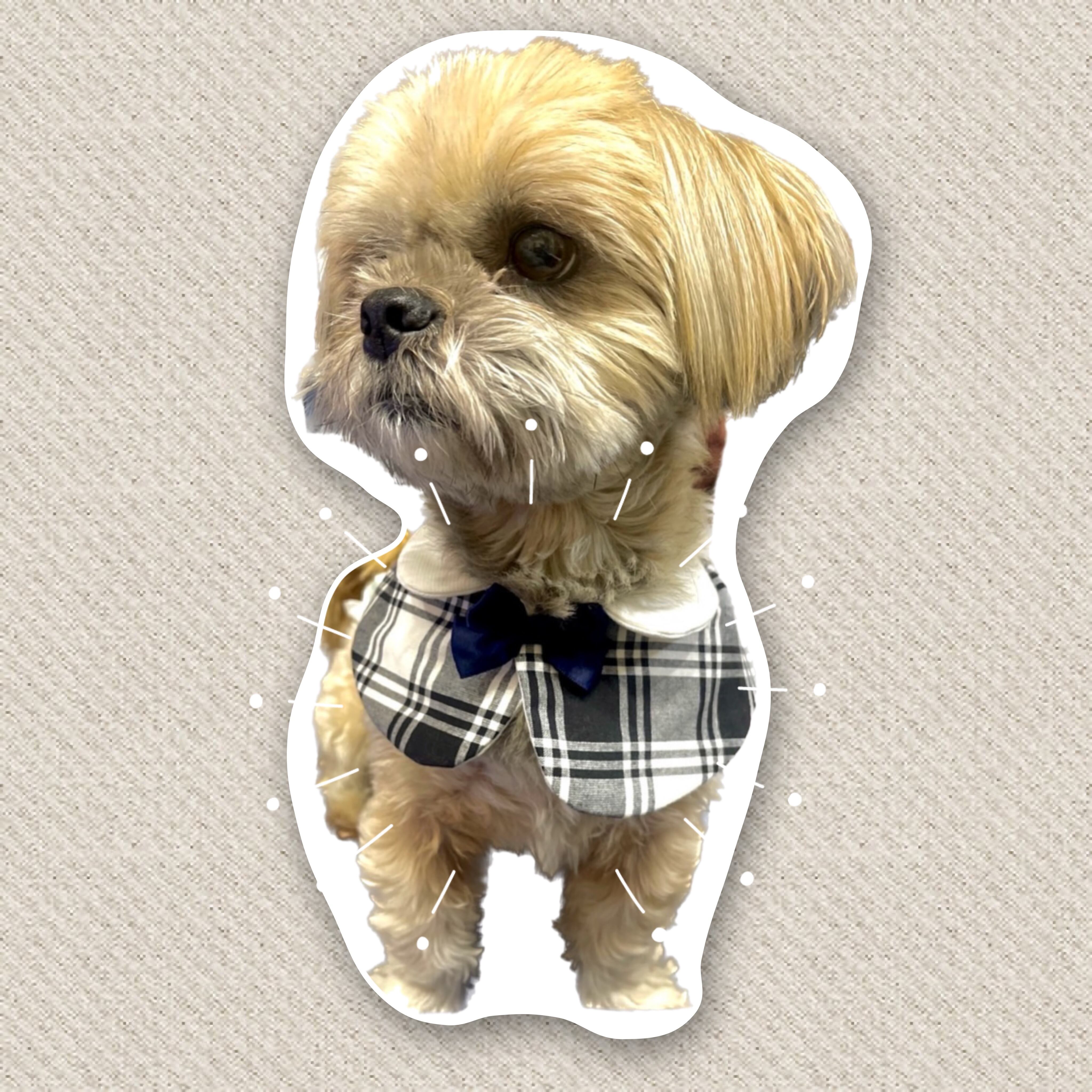 犬用つけ襟スタイ | aile