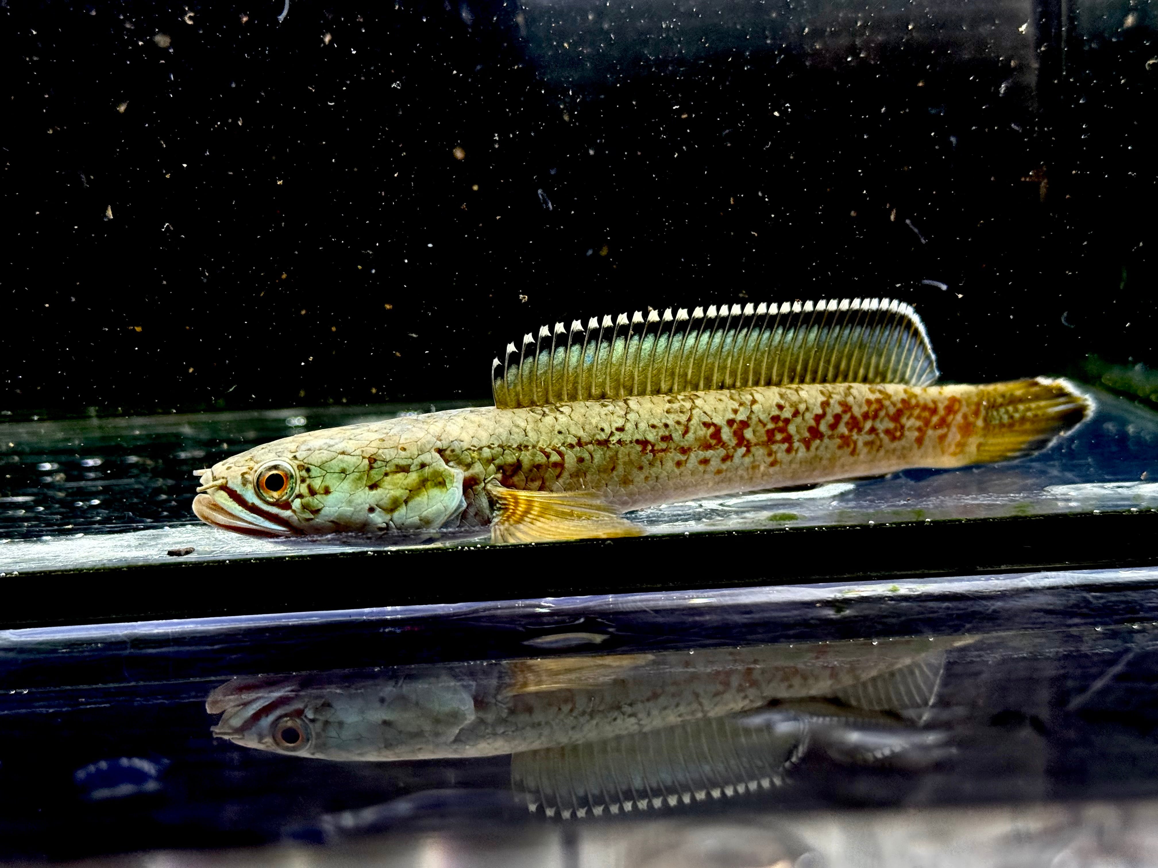 イエローマルリオイデス 7〜8cm± | AQUASTYLEG