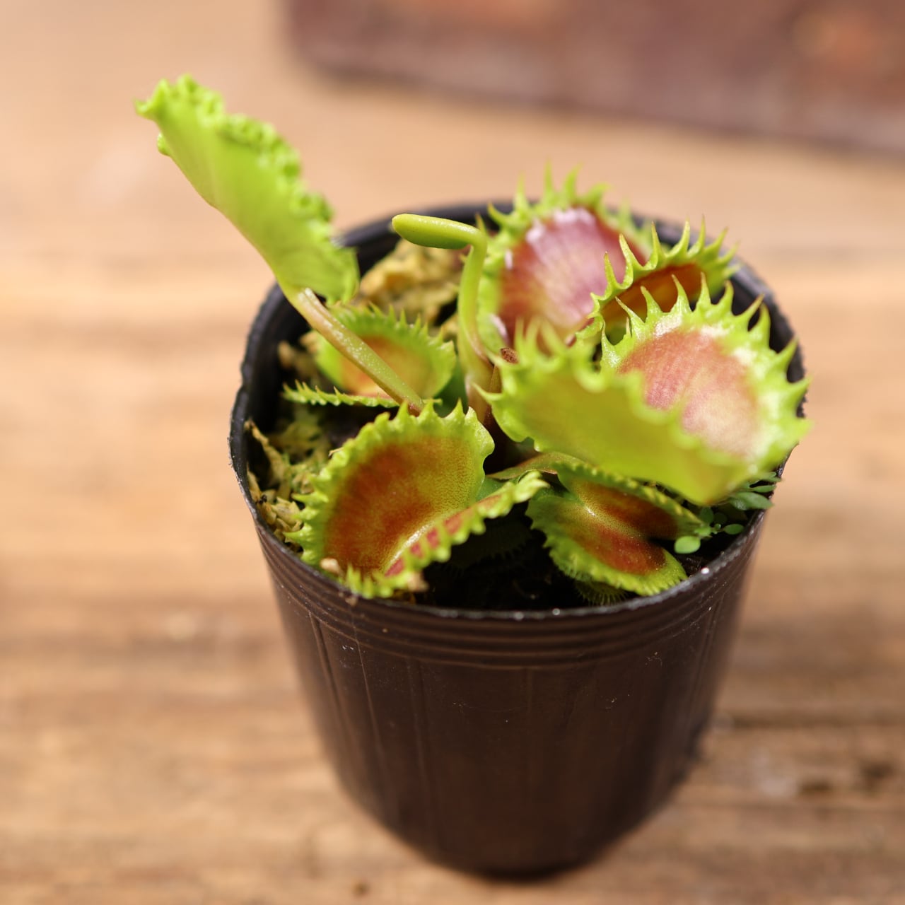 681『ハエトリソウ Dionaea muscipula 'dumpling 』 観葉植物【送料