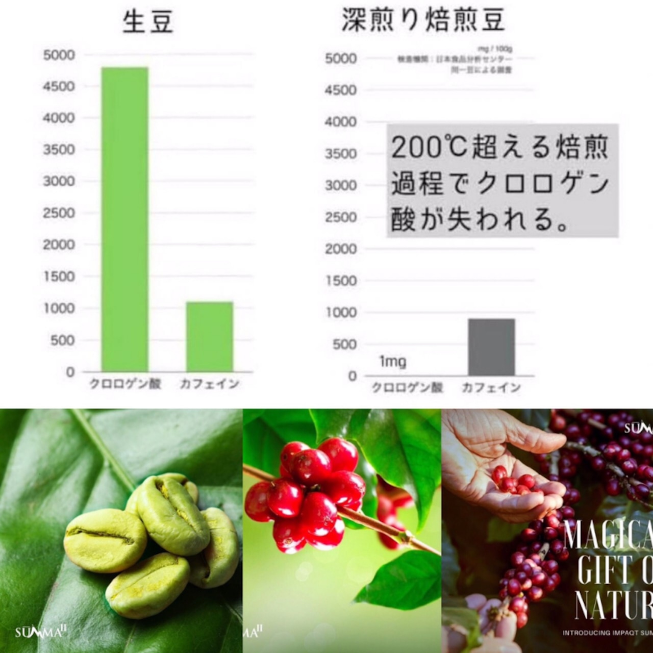 180杯分オーガニックグリーンコーヒー180g | green coffee.maya 180杯分オーガニックグリーンコーヒー180g | green coffee.maya