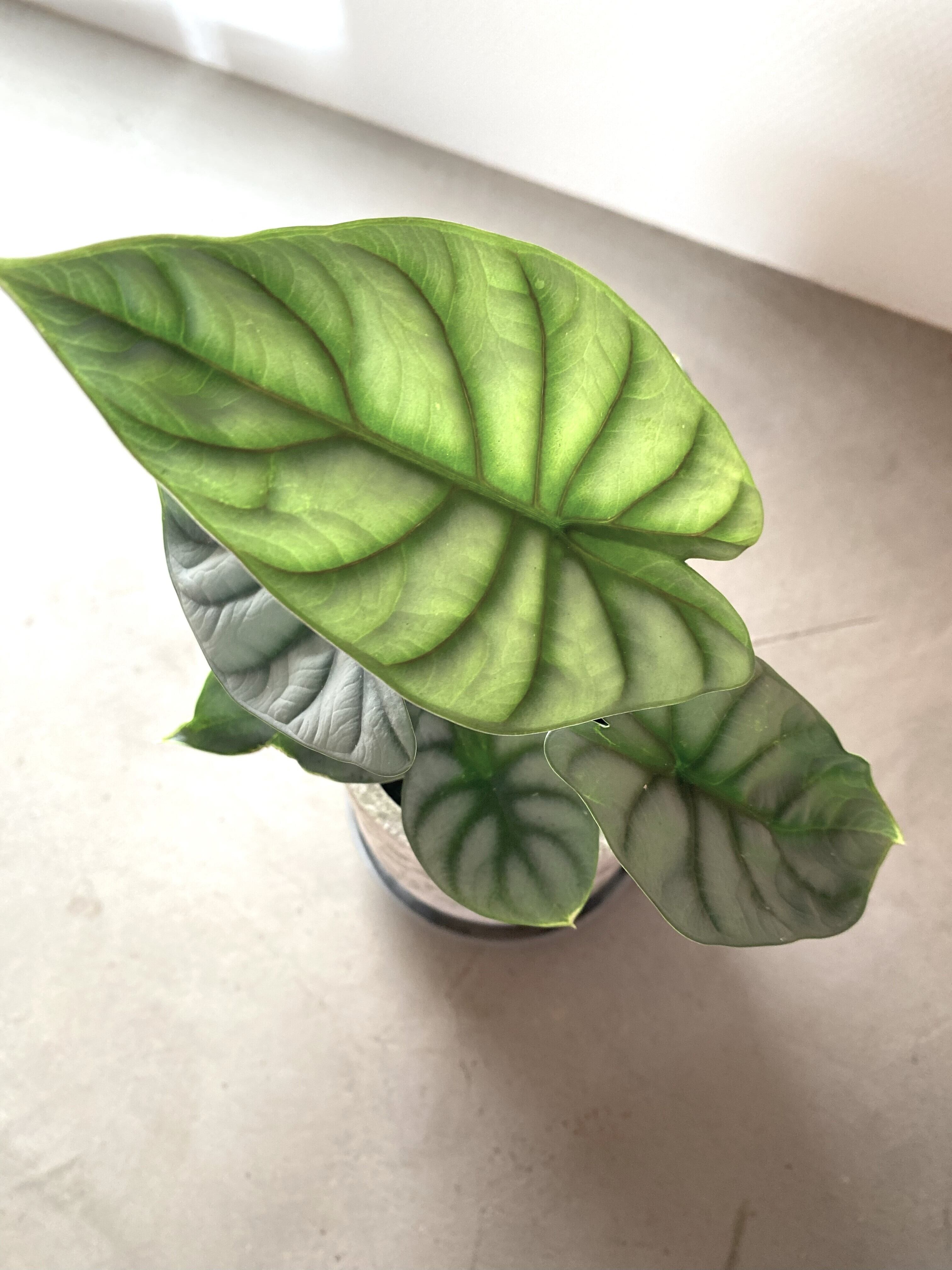 アロカシア・シルバードラゴン &セメント鉢 ※Φ11cm×高さ36cm | Botanical56