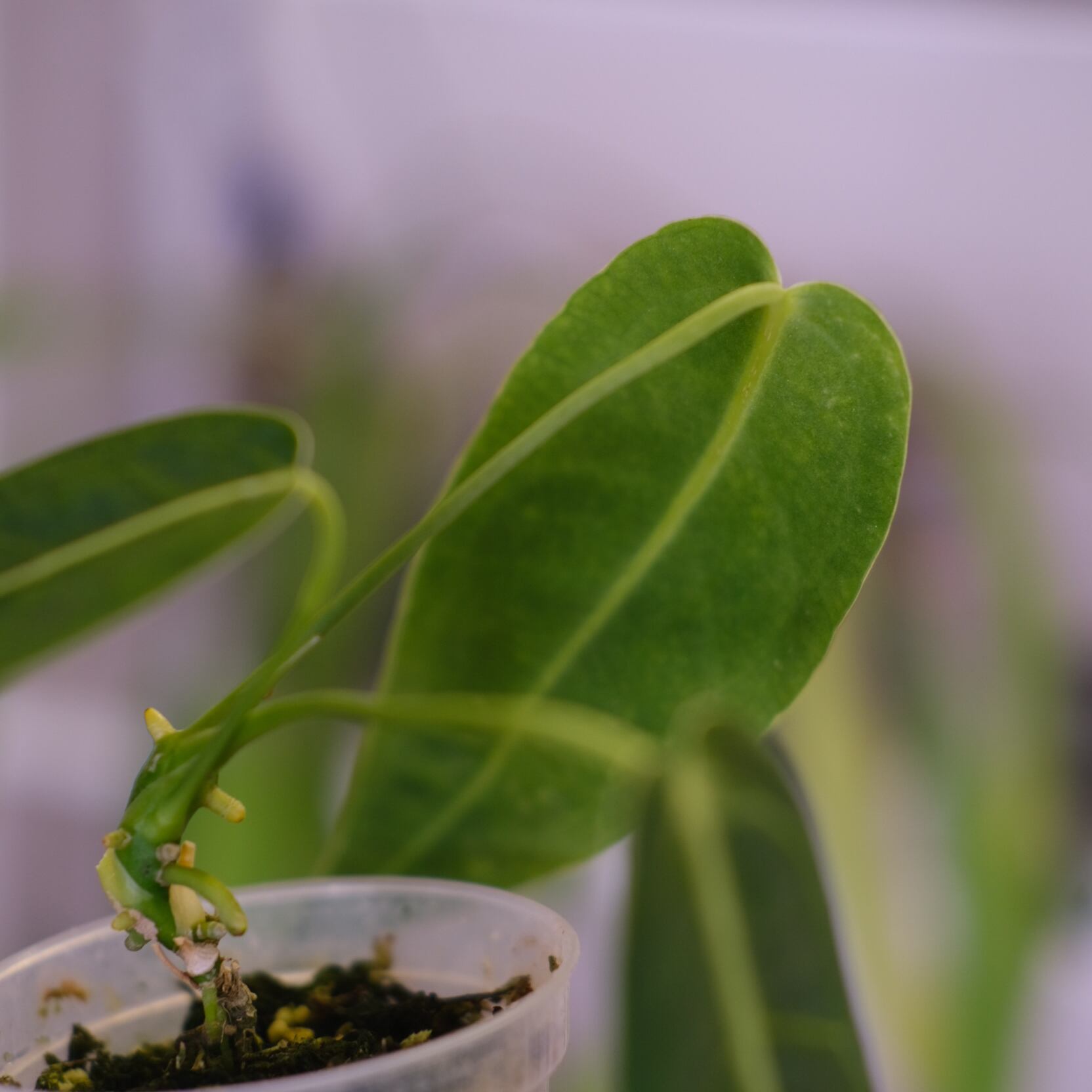 アンスリウム ワロクアーナム③│Anthurium Warocqueanum│観葉植物
