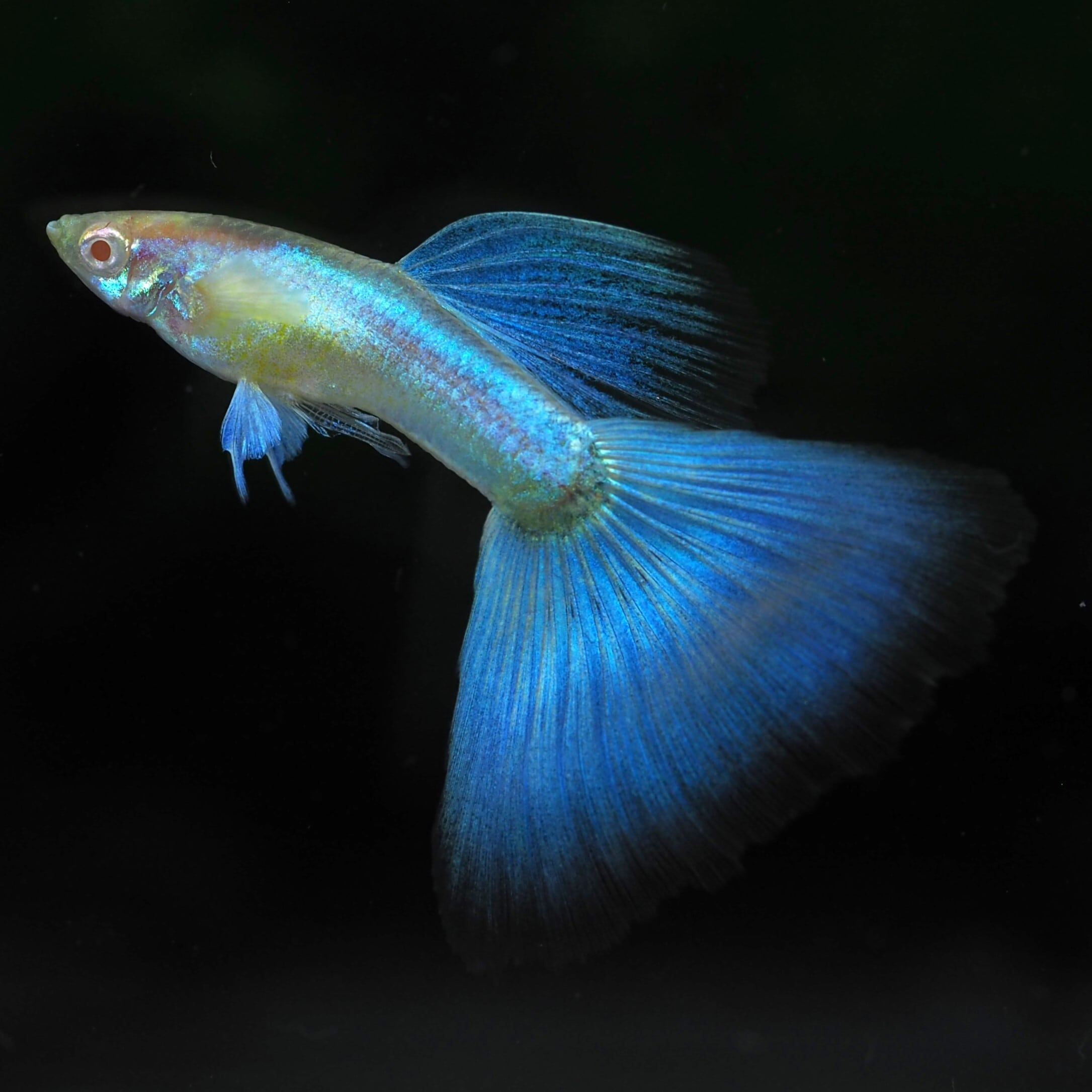 グッピページ GUPPY | 伊豆グッピーファーム