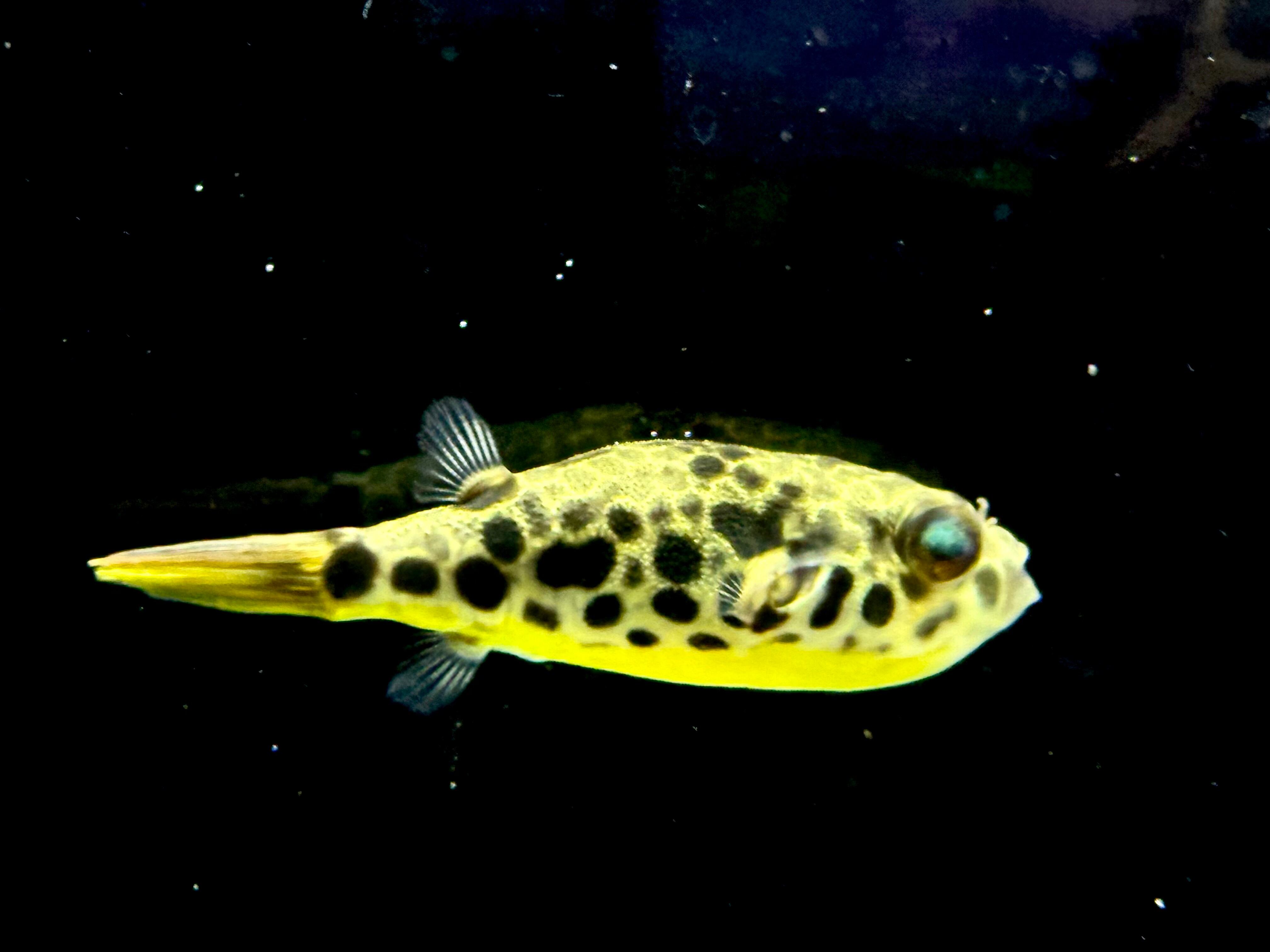 特価】ショウテデニー 4cm±