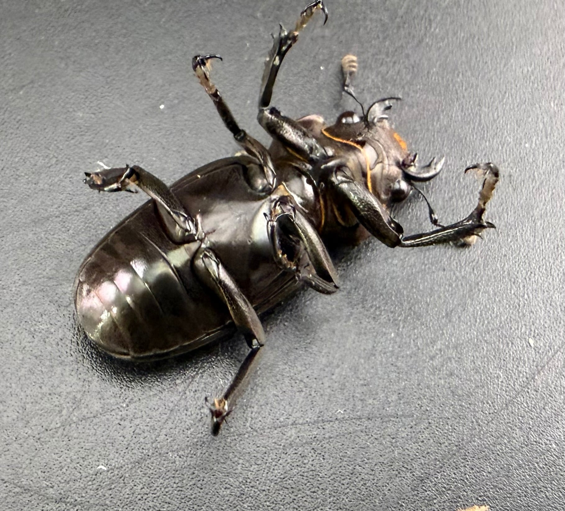 美麗】《メタリフェルホソアカクワガタ亜種フィナエ 86mm ペア