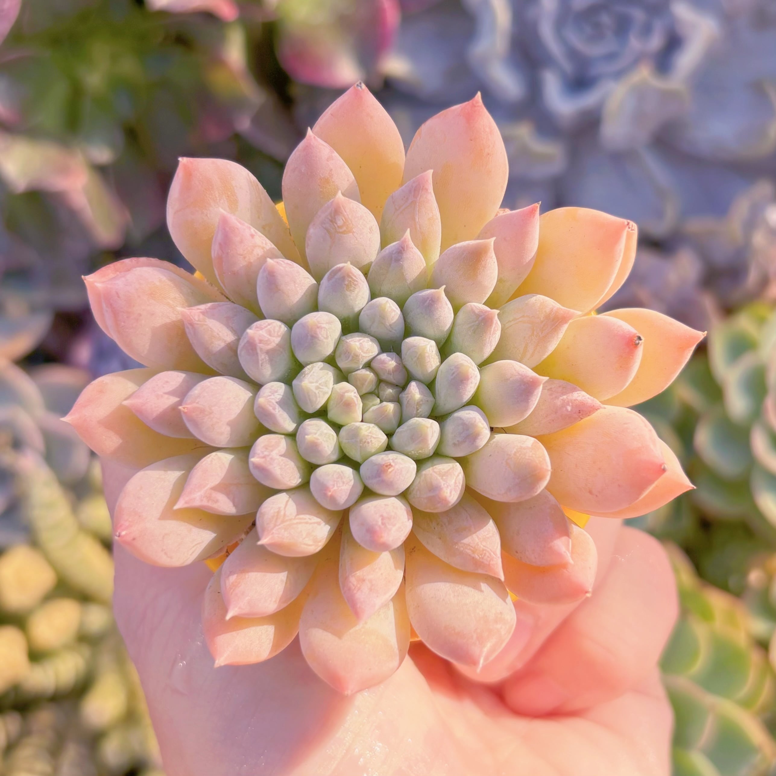 現品　宵桃（よいもも）#K027　在庫僅少　るる農園