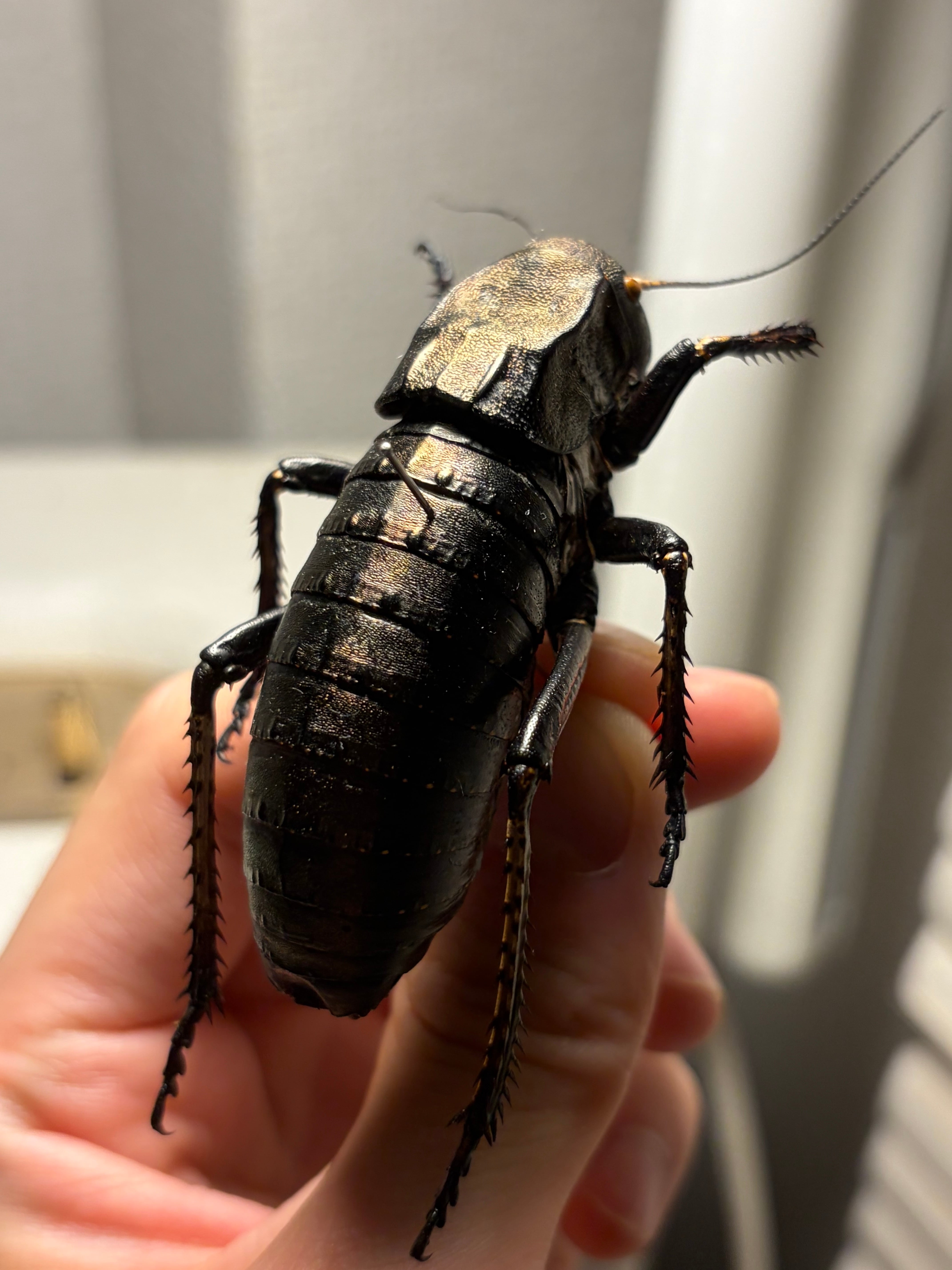 極美個体】エリスカブリモドキ オサムシ標本 オサムシ マイマイカブリ