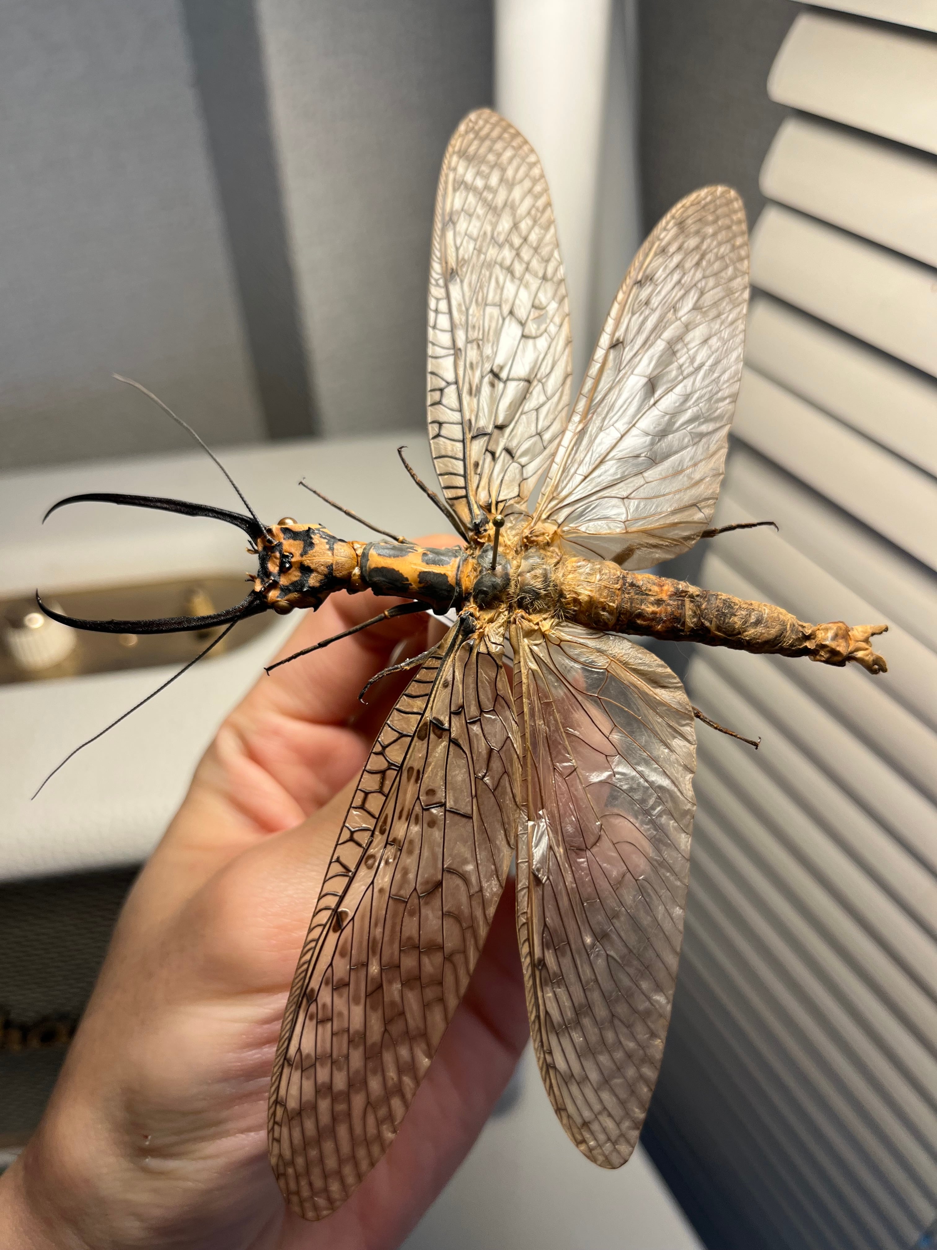 蜻蛉希少種】キマダラオオキバヘビトンボ オオアゴヘビトンボ 昆虫標本