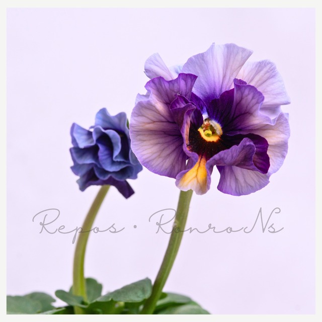 桂楓園さんのパンジー：フェネデージュ・ムーンライト（3号）希少　桂楓園さんの人気　寄せ植え　ハンギング