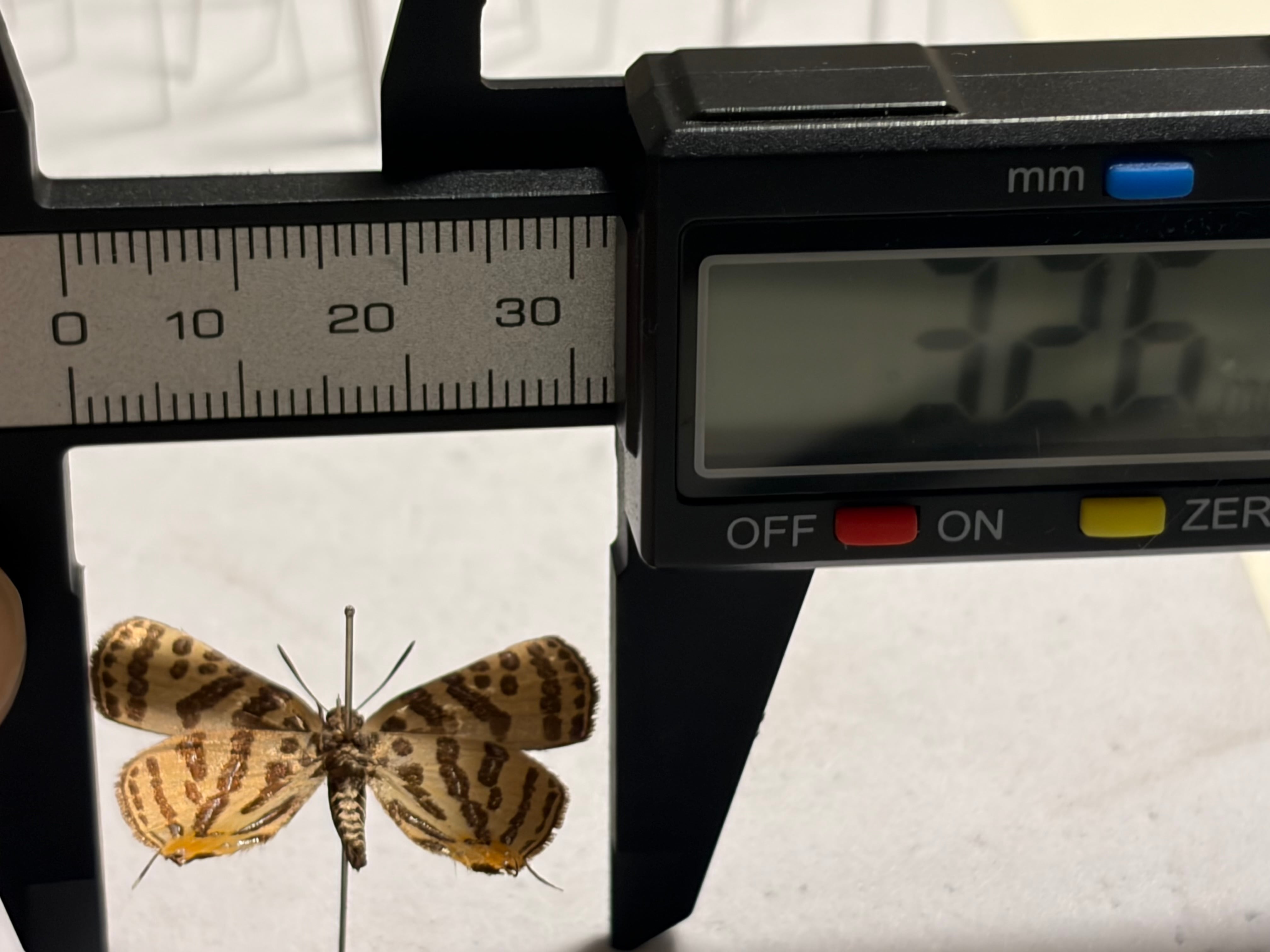 キマダラルリツバメ標本（黄斑瑠璃燕、学名：Spindasis takanonis