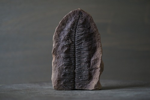 Pecopteris sp. シダ種子類化石 特大 1019