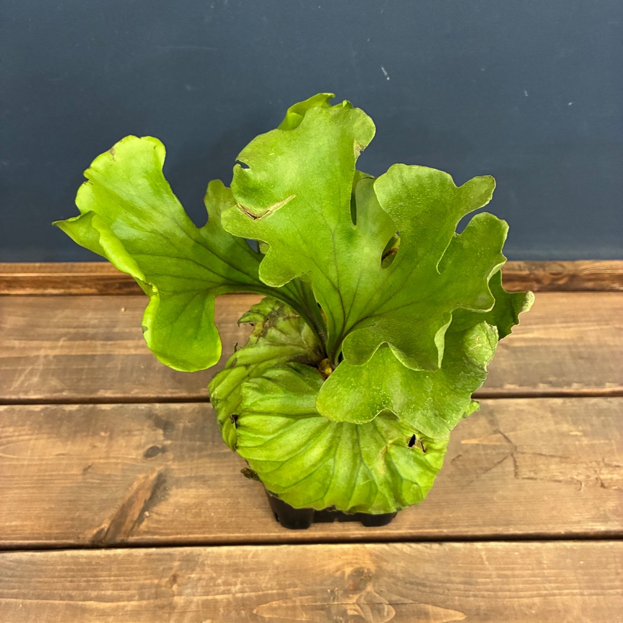 【UJビカクフェア】【〜4/16 10%OFF】 ビカクシダ P. ridleyi var. round 'G'【1049】