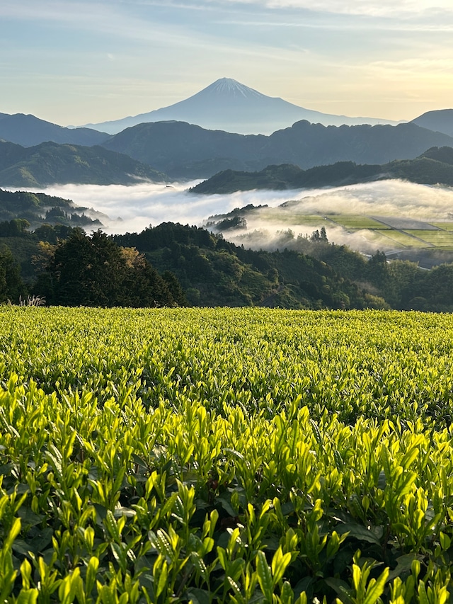 2024年初採新茶　　