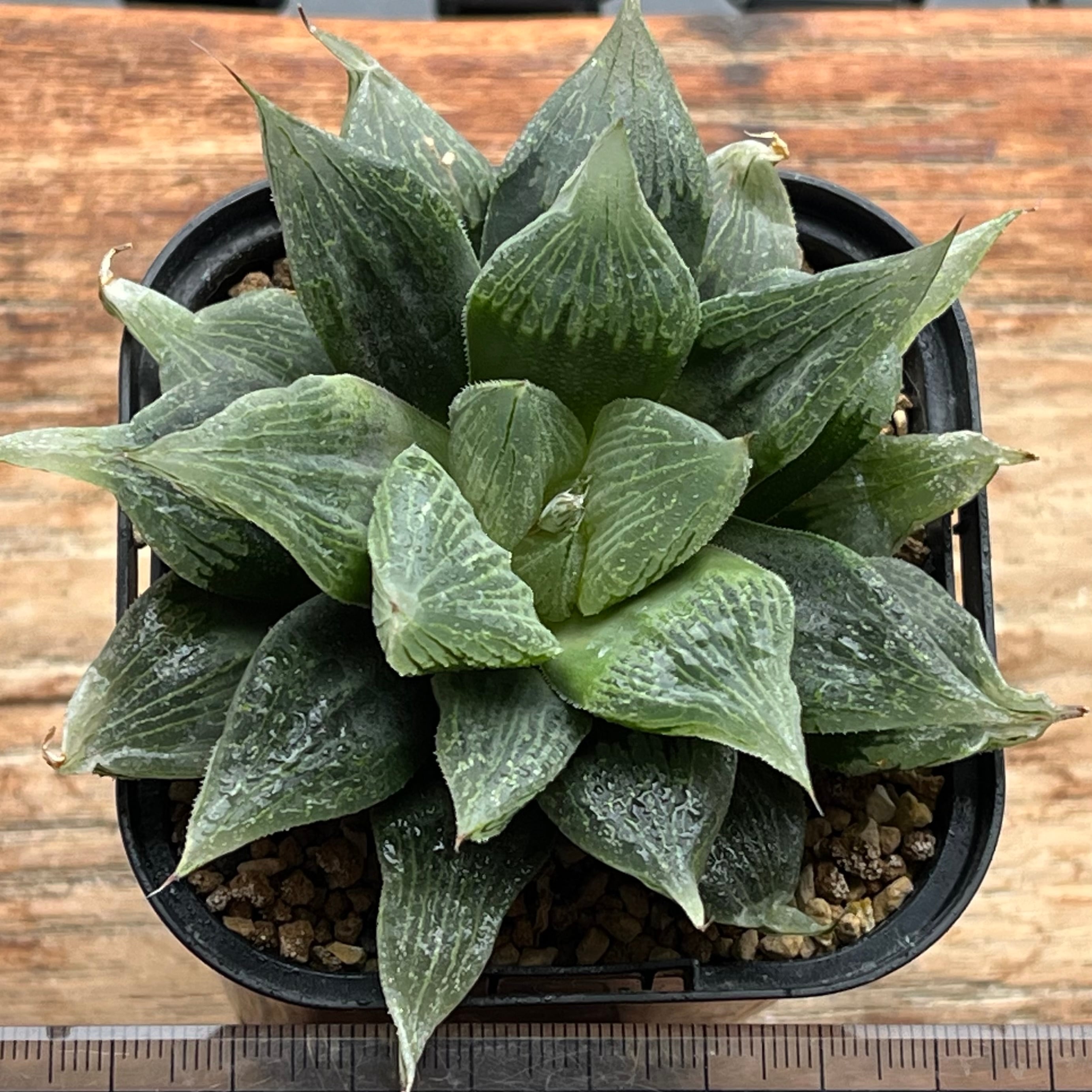 ハオルチア フェアリー | mocono_plants
