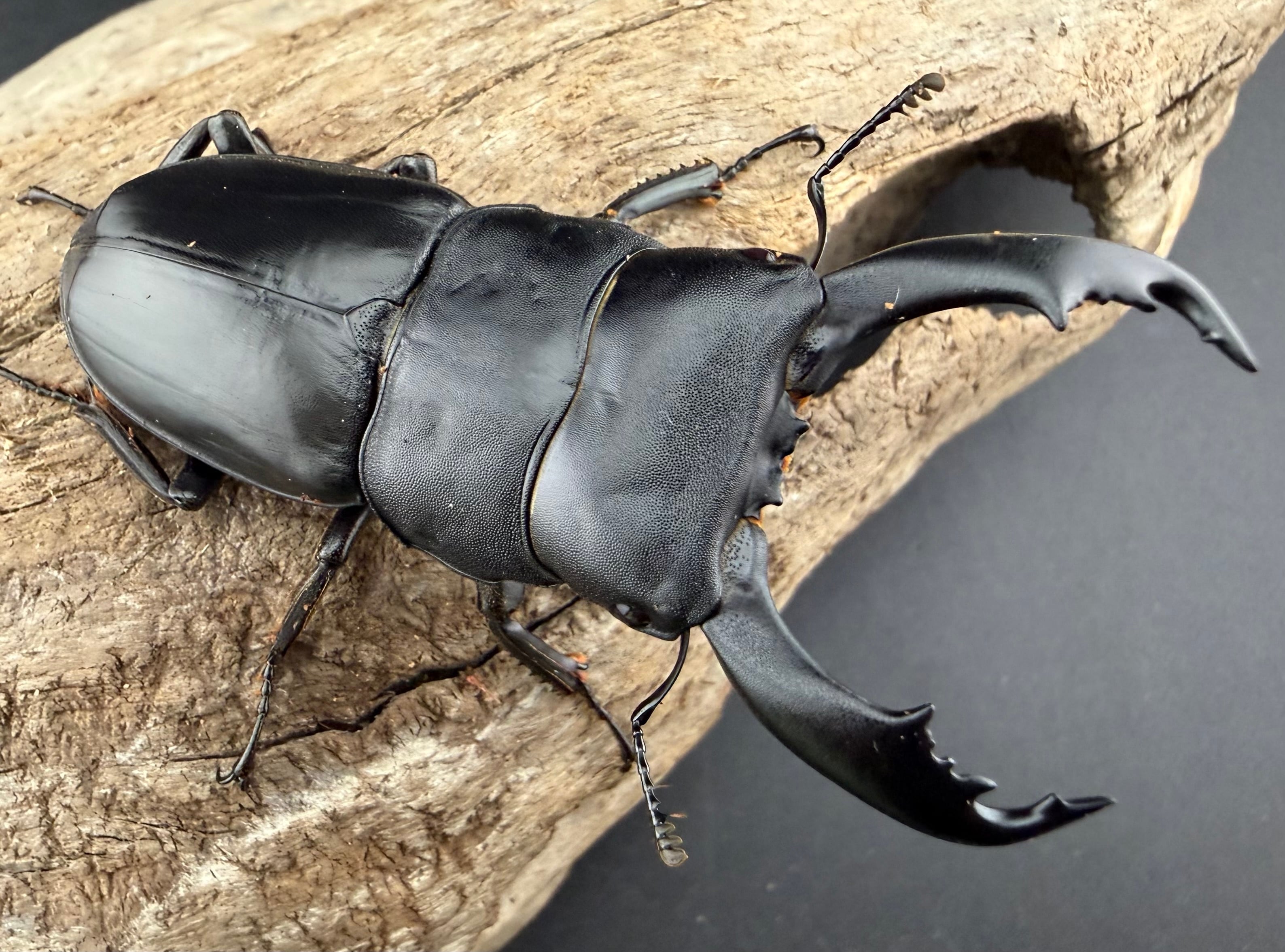 WF2】《カヤパヒラタクワガタ 68mm ペア》 | KPW公式オンラインショップ