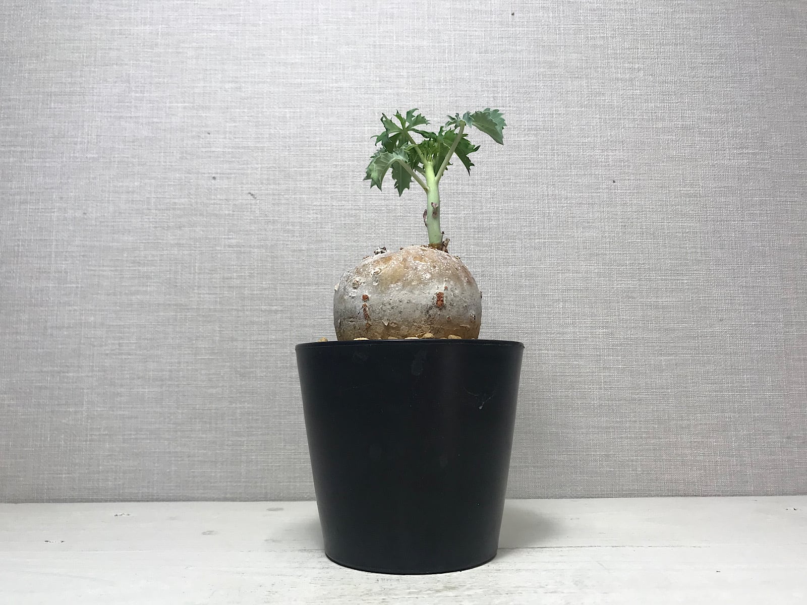 ヤトロファ ベルランディエリ 錦珊瑚