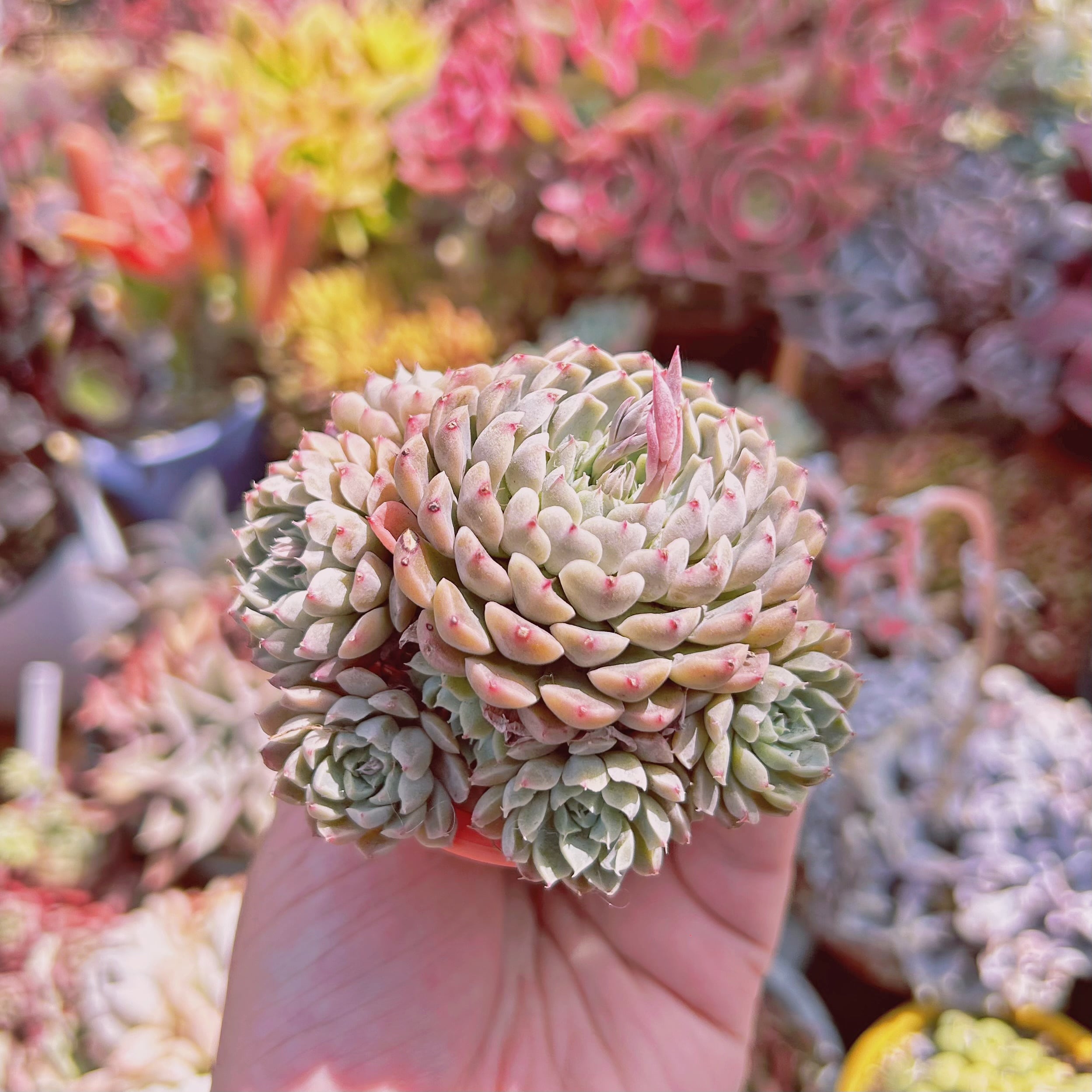 多肉植物　メキシコミニマ　5頭以上